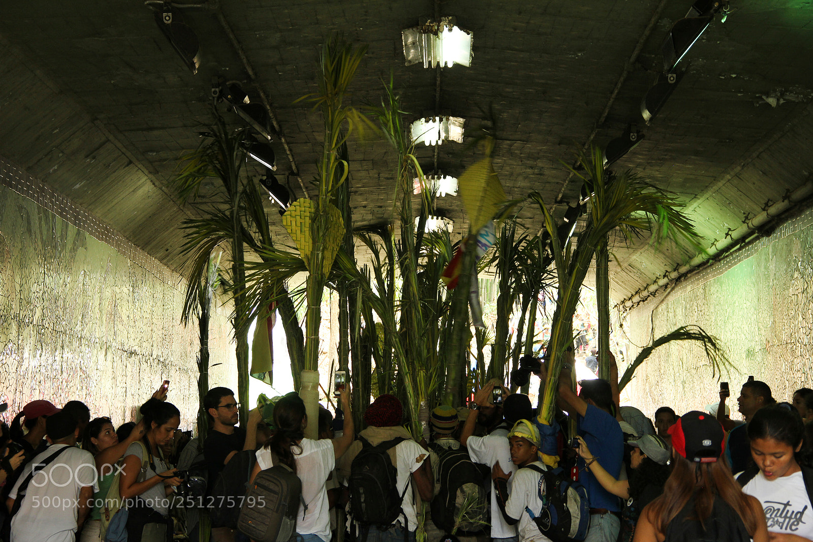 Canon EOS 60D sample photo. Palmeros de chacao photography