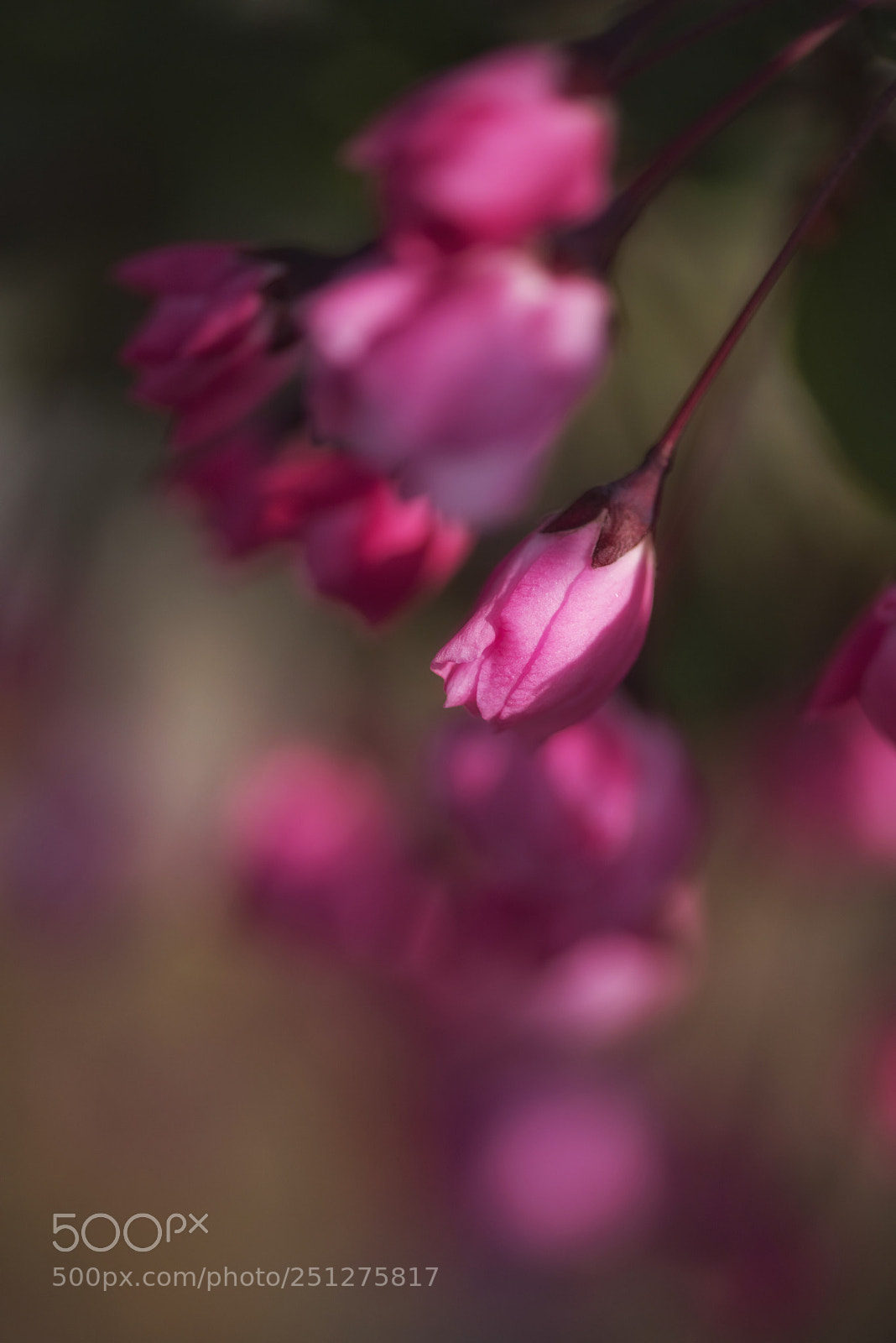 Nikon D810 sample photo. Hall's crabapple photography