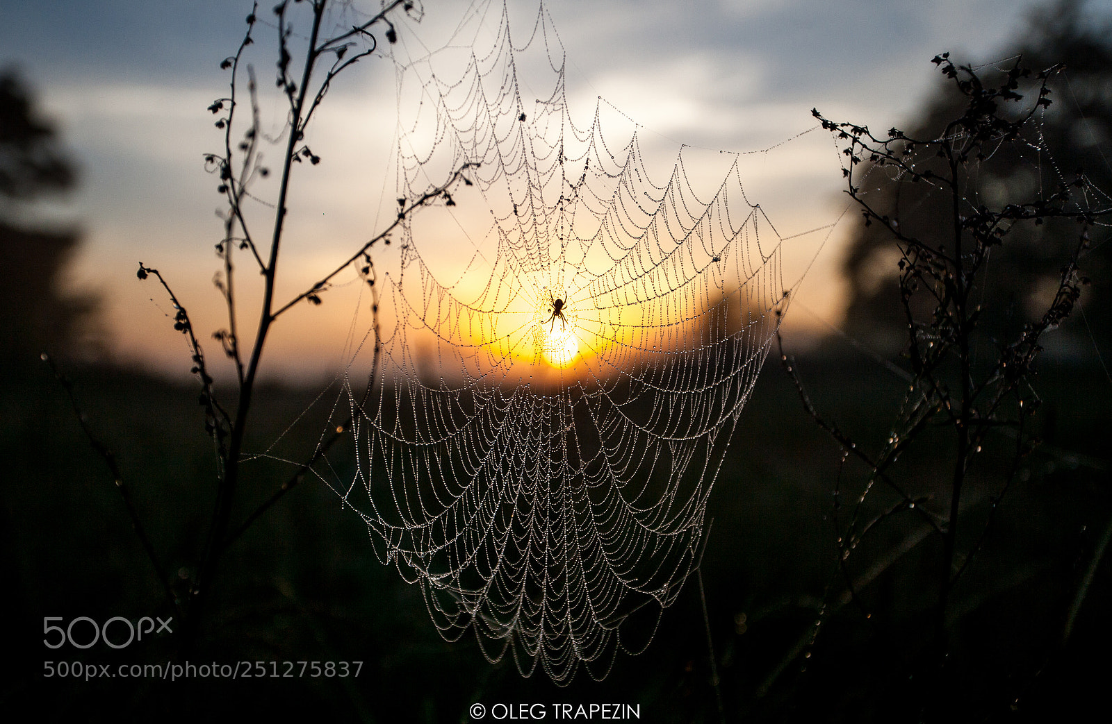 Canon EOS-1Ds Mark II sample photo. Cobweb with water drops photography