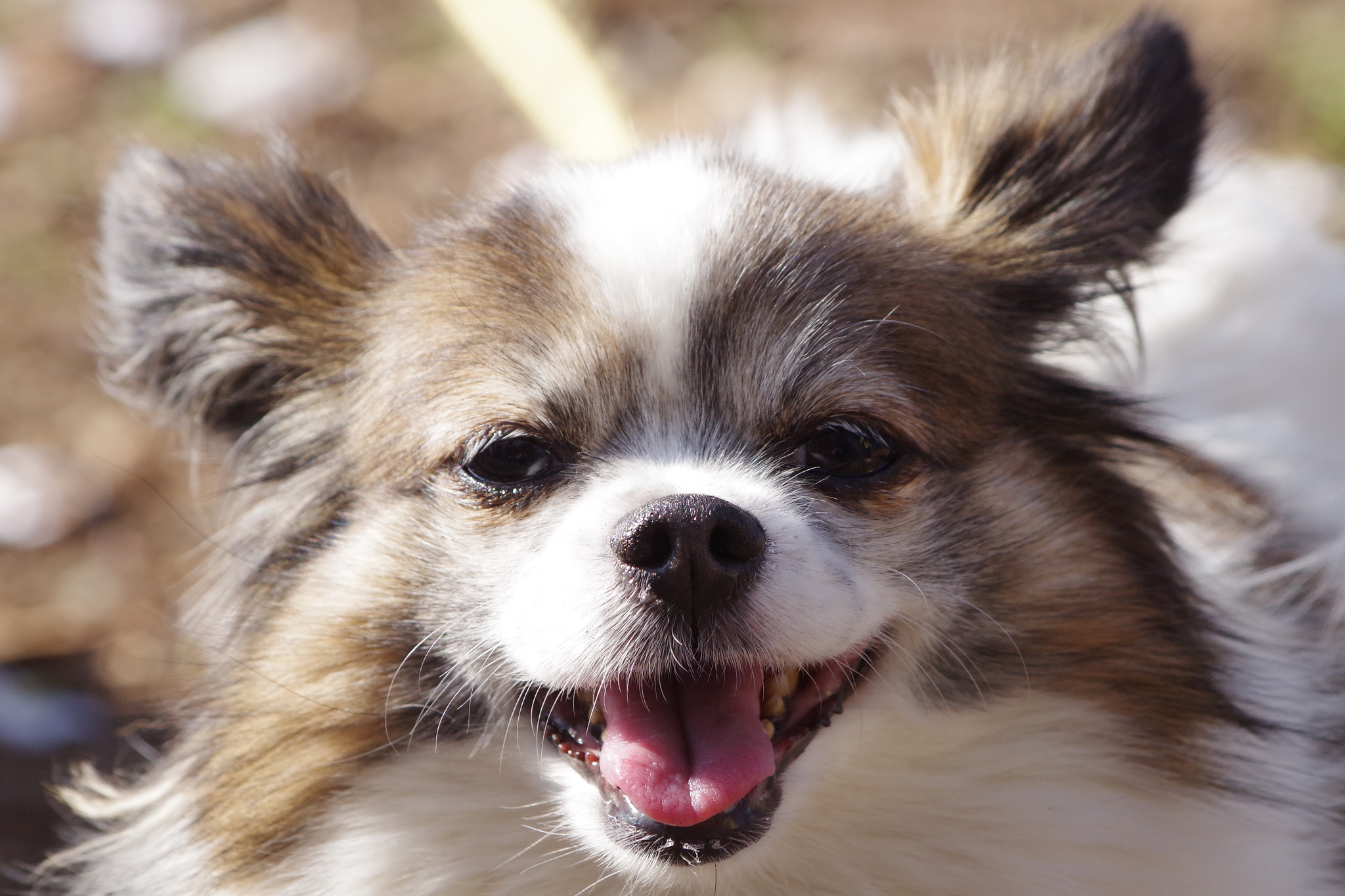 smc PENTAX-DA L 55-300mm F4-5.8 ED sample photo. Good day!! photography