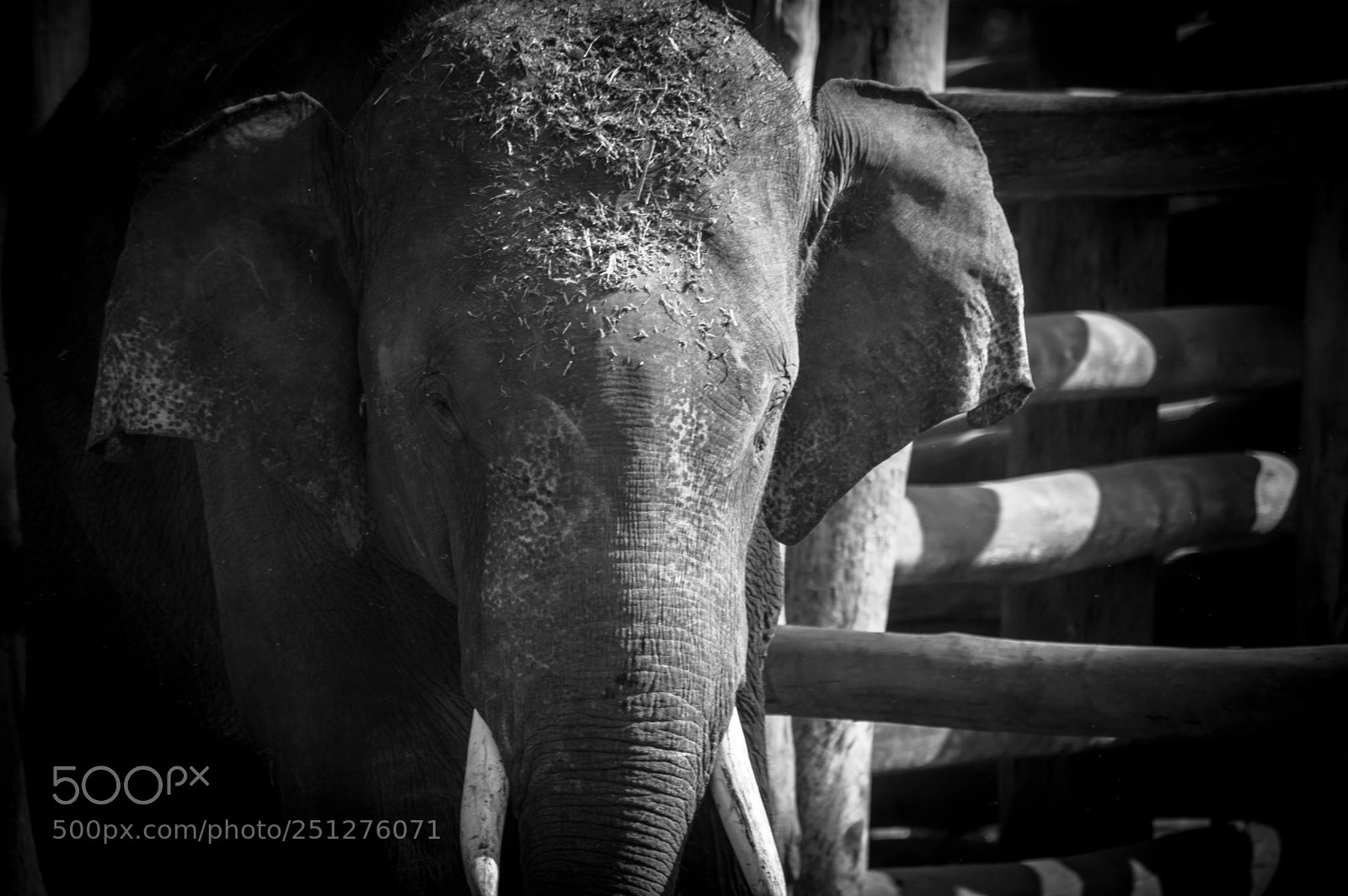 Nikon D3200 sample photo. Elephant photography