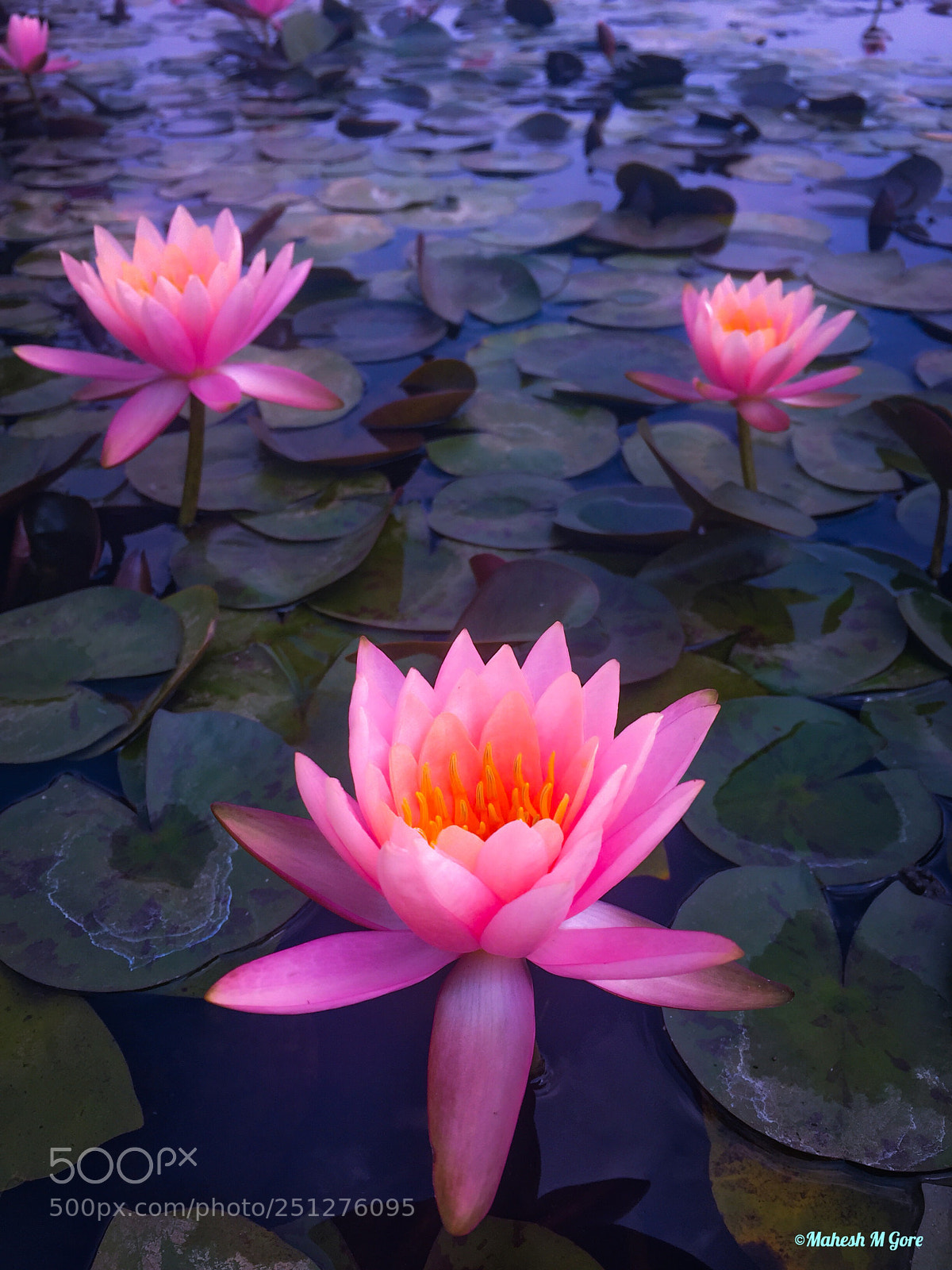 Apple iPhone 6 sample photo. 3 lotuses photography