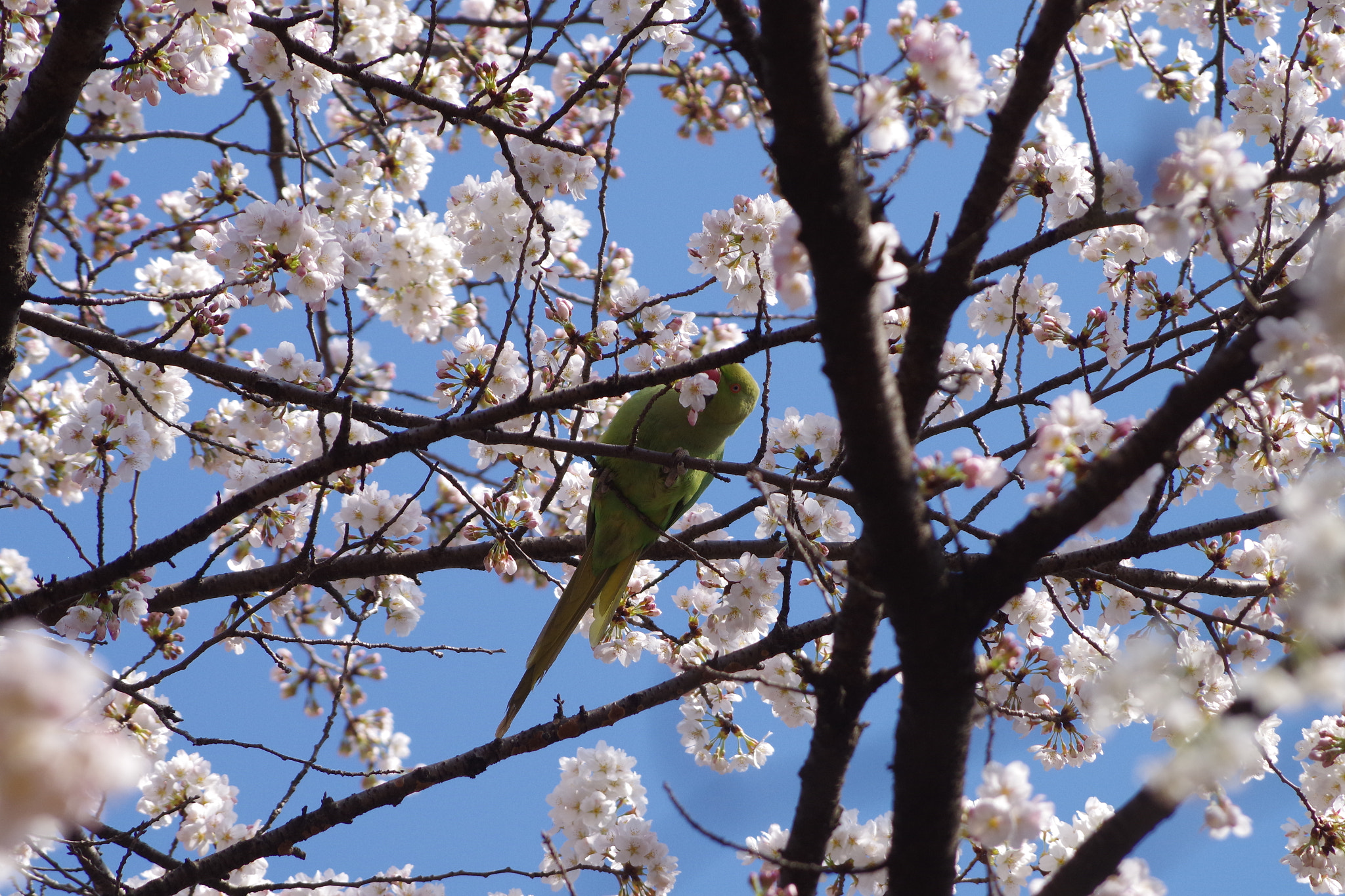 Pentax K-S2 sample photo. Cherry blossom with feral parrot photography