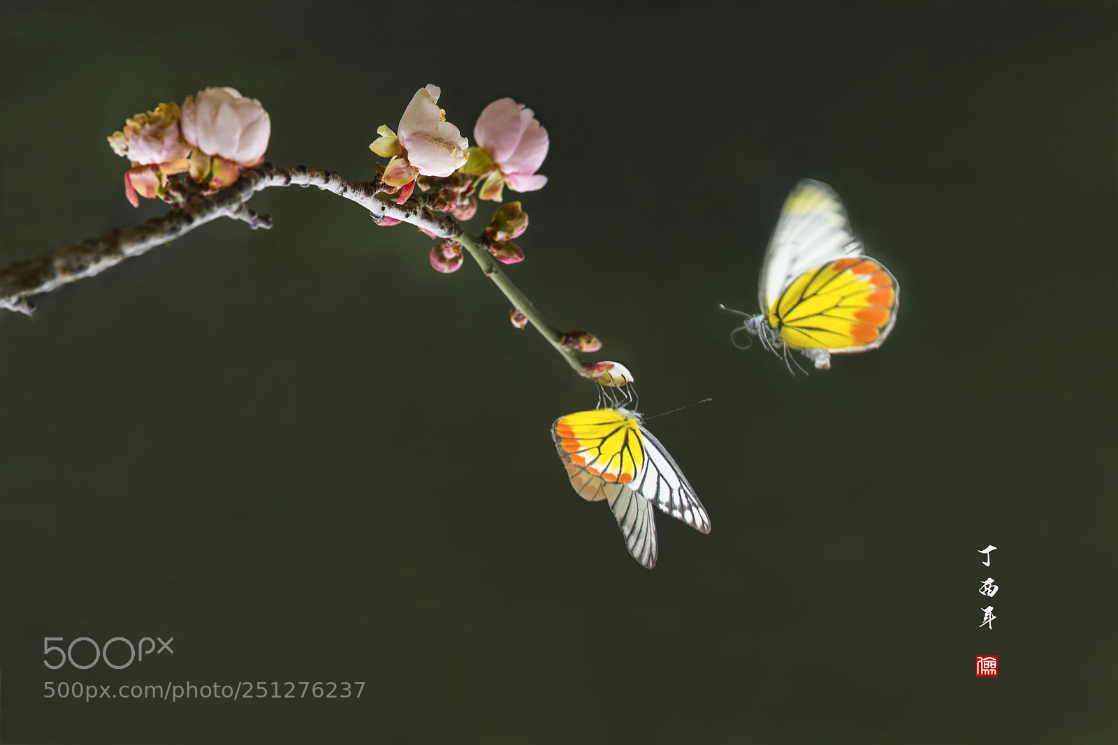 Nikon D5 sample photo. Double butterfly photography