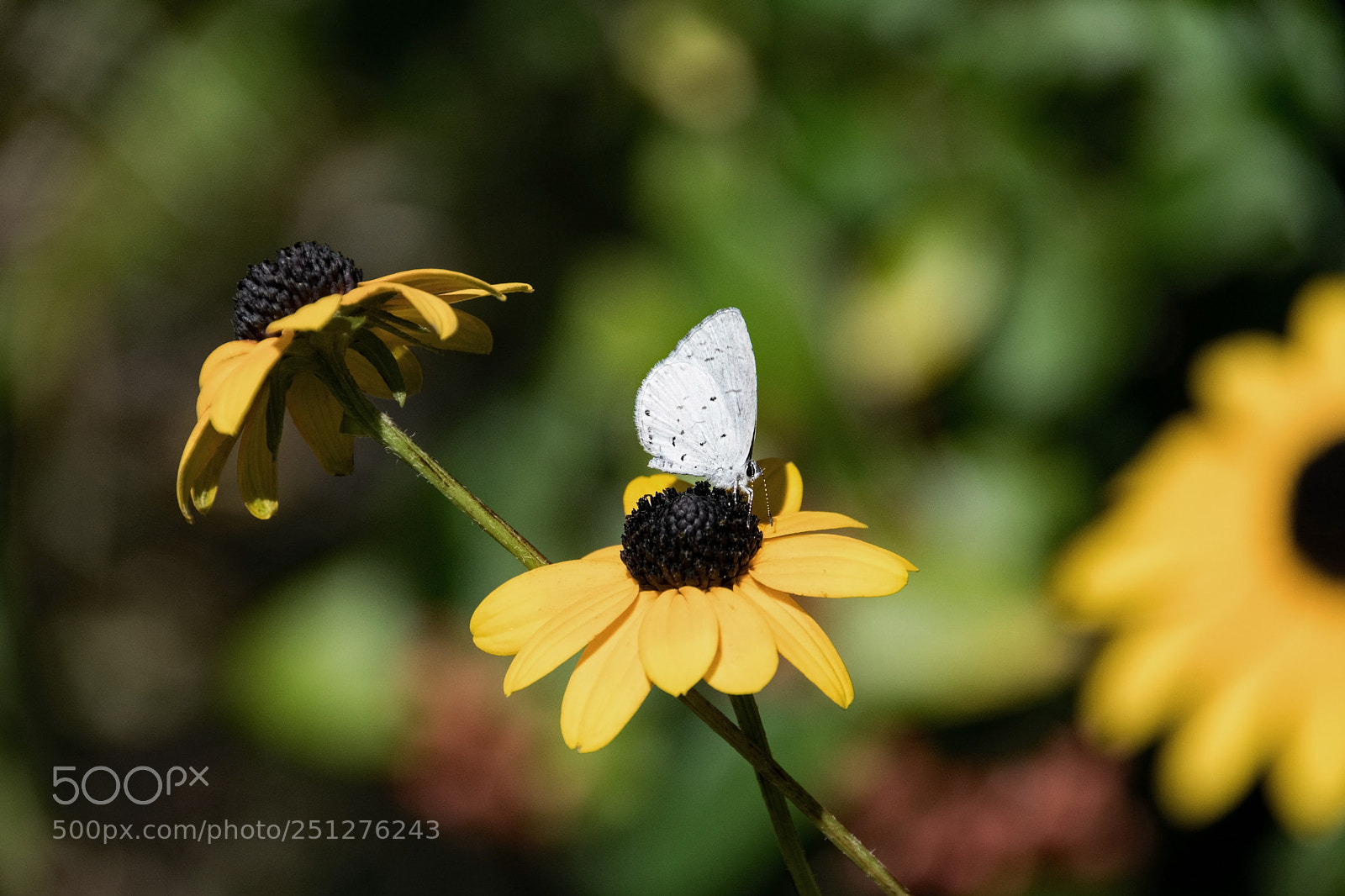 Nikon D5300 sample photo. Summer azure butterfly photography