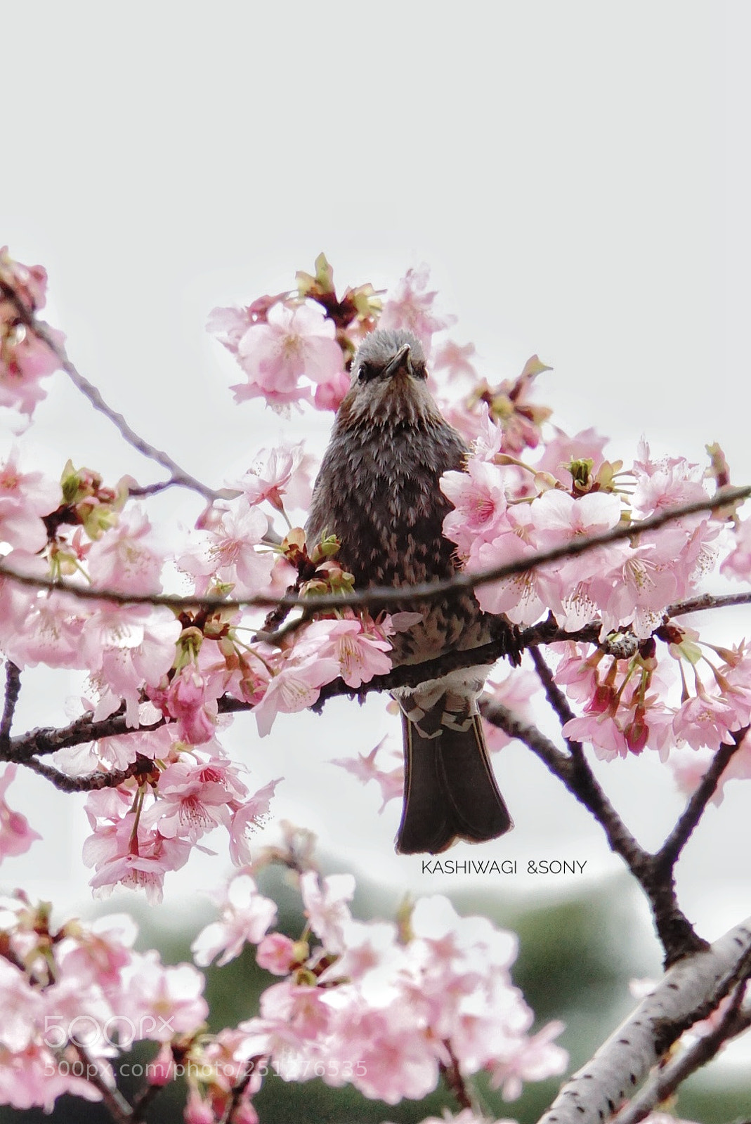 Sony a6000 sample photo. Spring has come photography