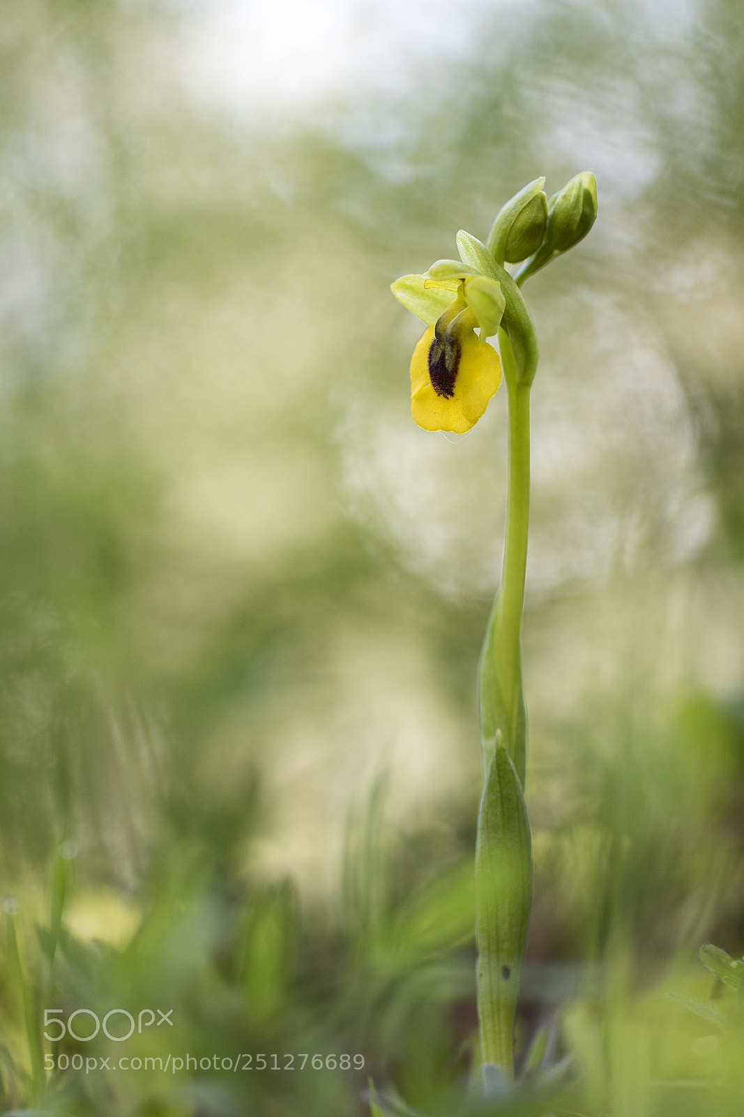 Canon EOS 7D Mark II sample photo. Ophrys lutea photography