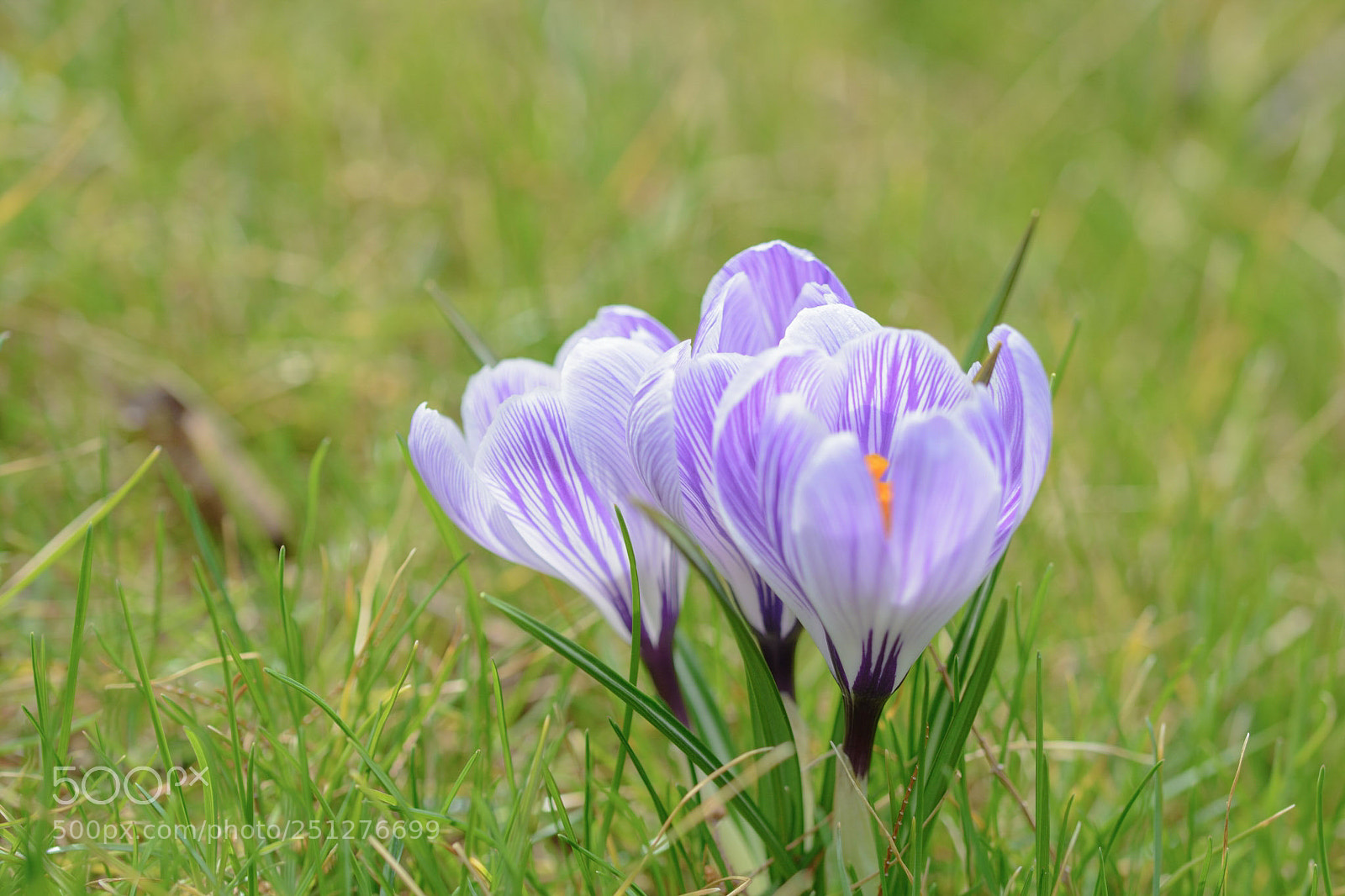 Nikon D7100 sample photo. Crocus photography