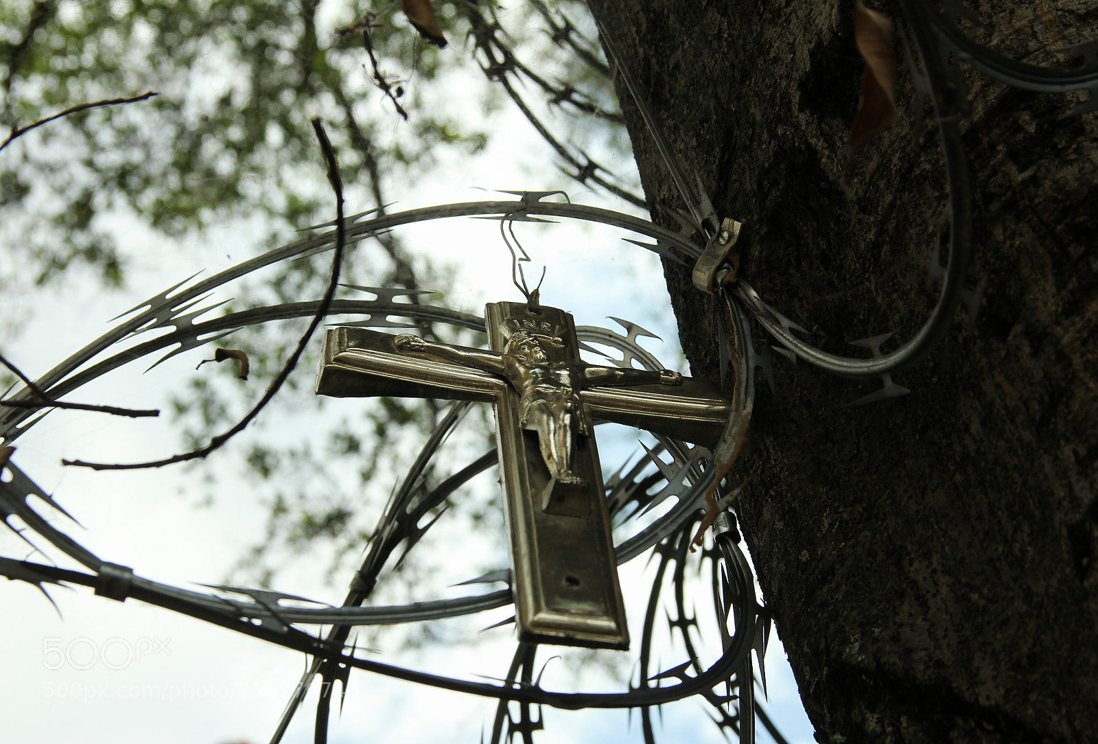 Canon EOS 60D sample photo. Palmeros de chacao photography