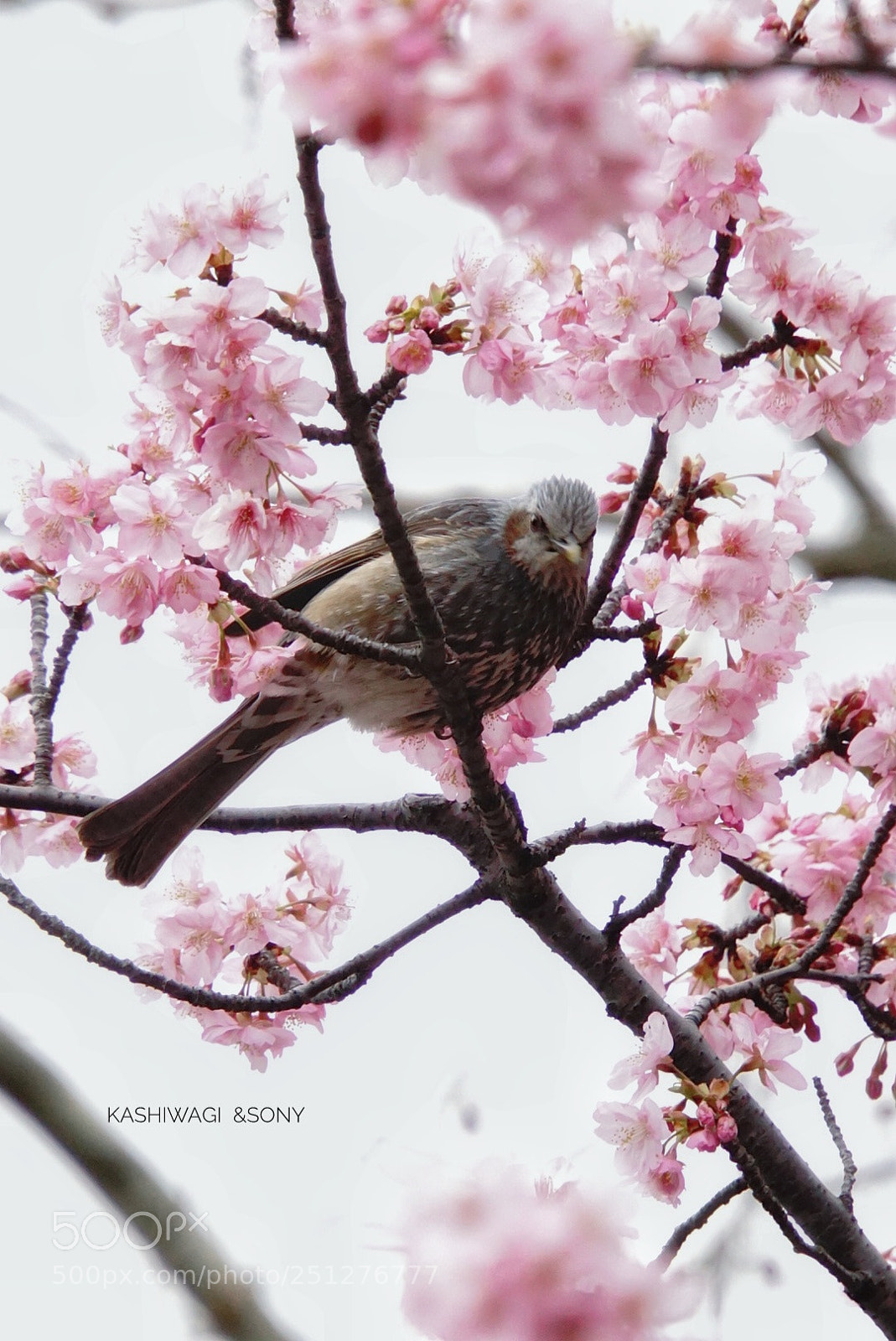 Sony a6000 sample photo. Spring has come photography
