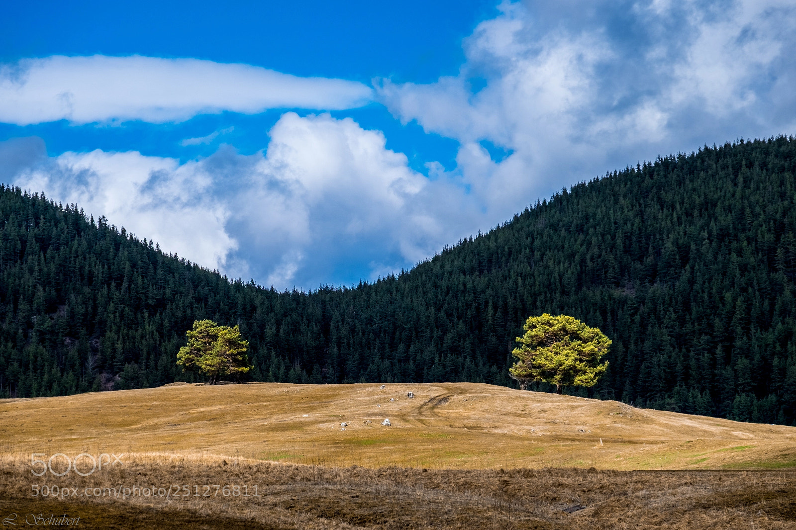 Fujifilm X-T1 sample photo. Two trees photography