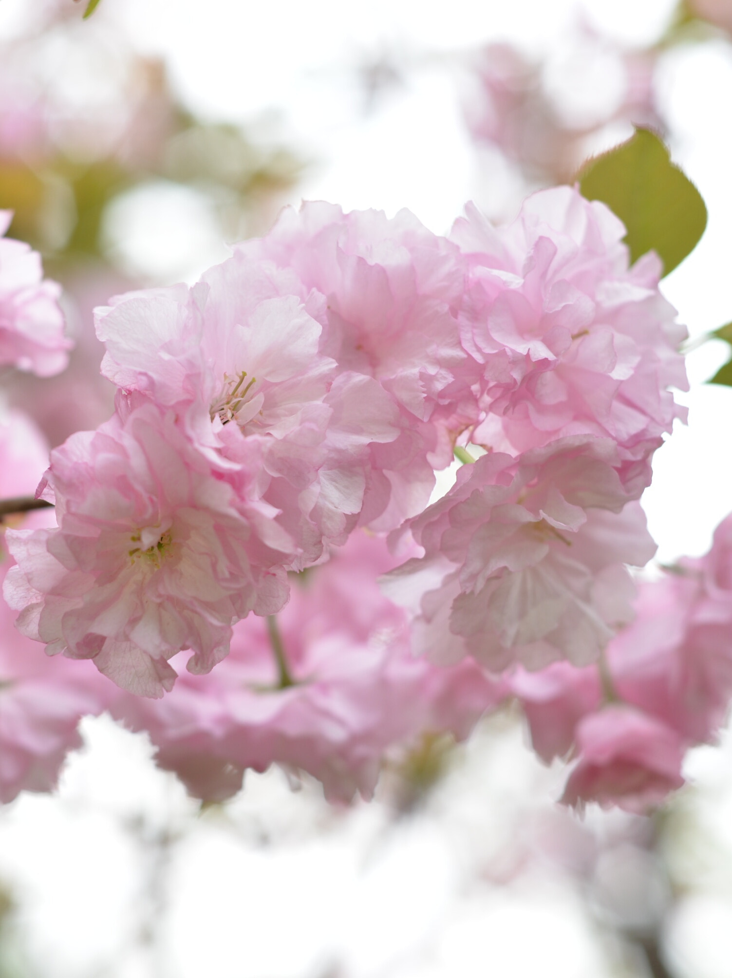 Nikon D610 + Nikon AF Nikkor 50mm F1.8D sample photo. 微博：penhufei photography