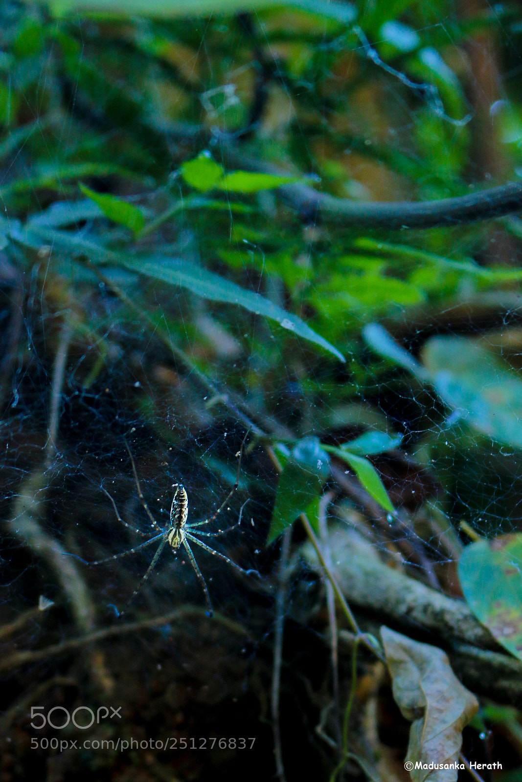 Canon EOS 70D sample photo. Spider photography