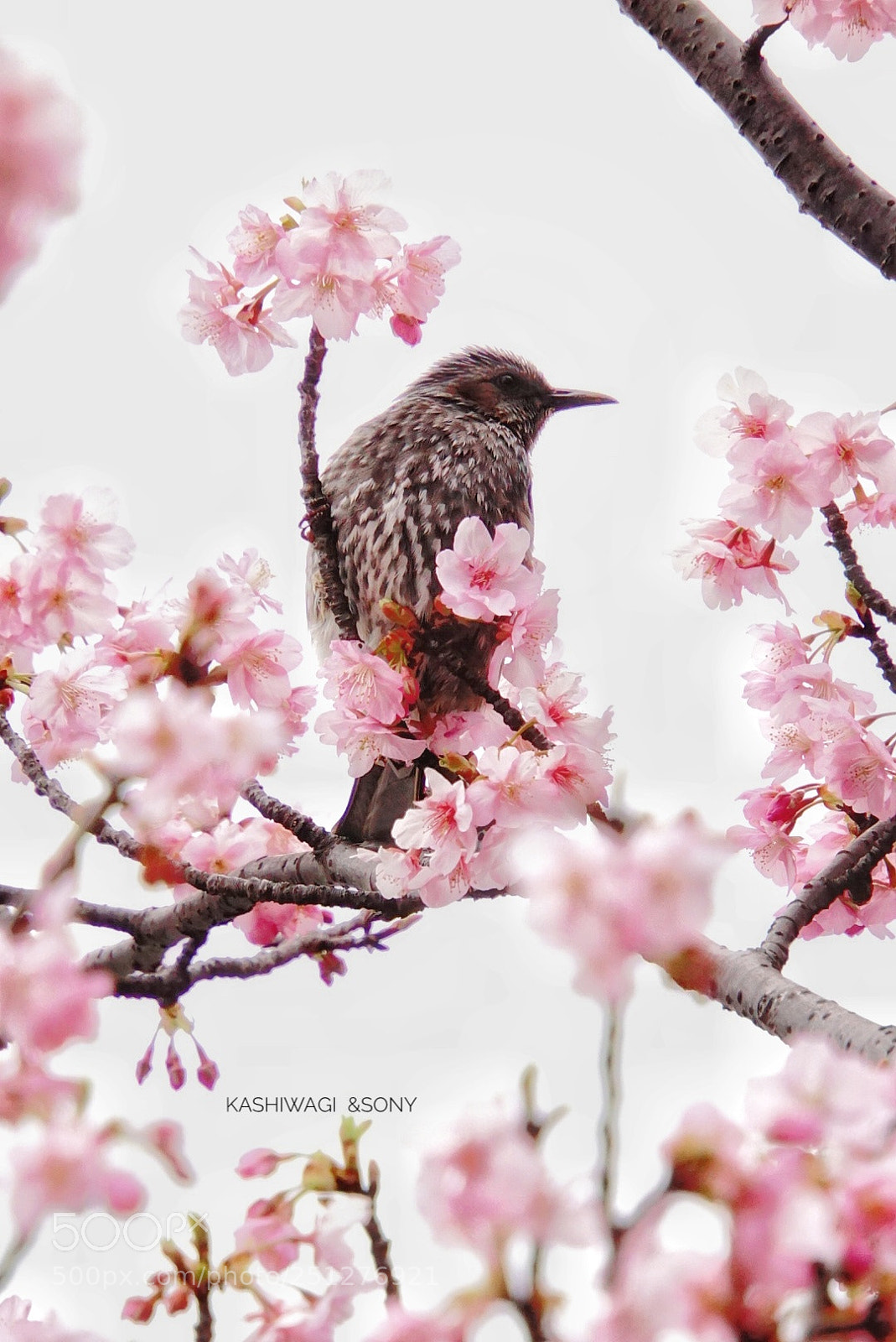 Sony a6000 sample photo. Spring has come photography