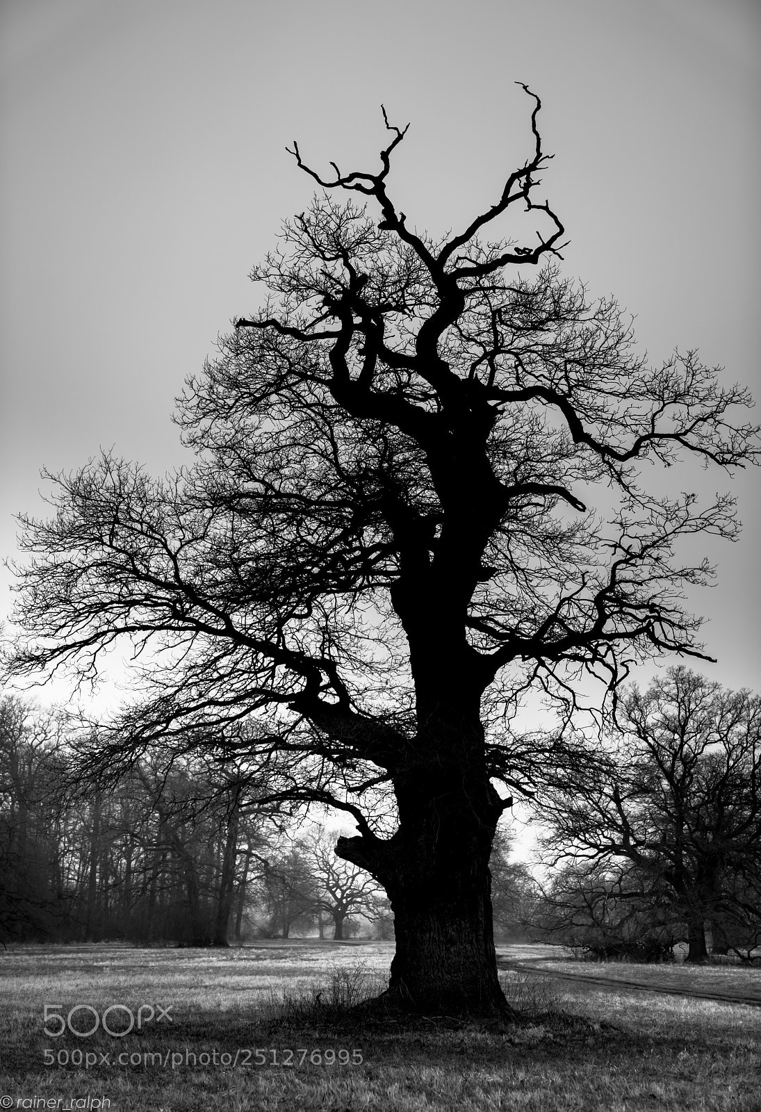 Sony a7R III sample photo. The dark tree photography
