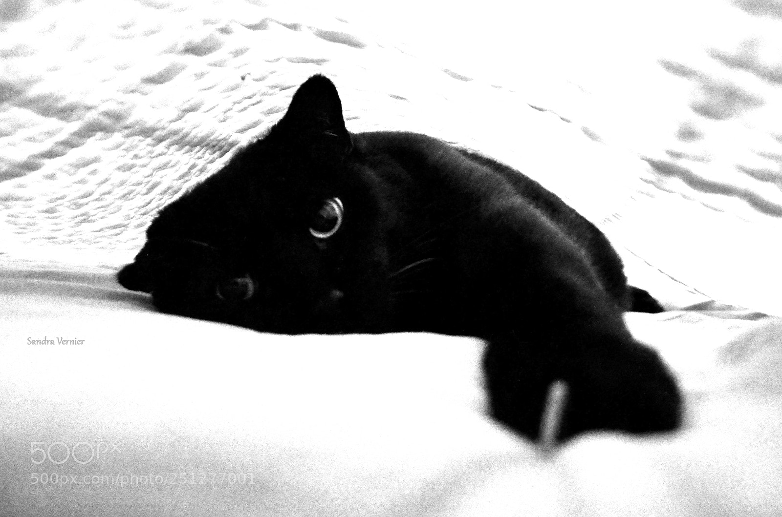 Nikon D5100 sample photo. Shad'o photography