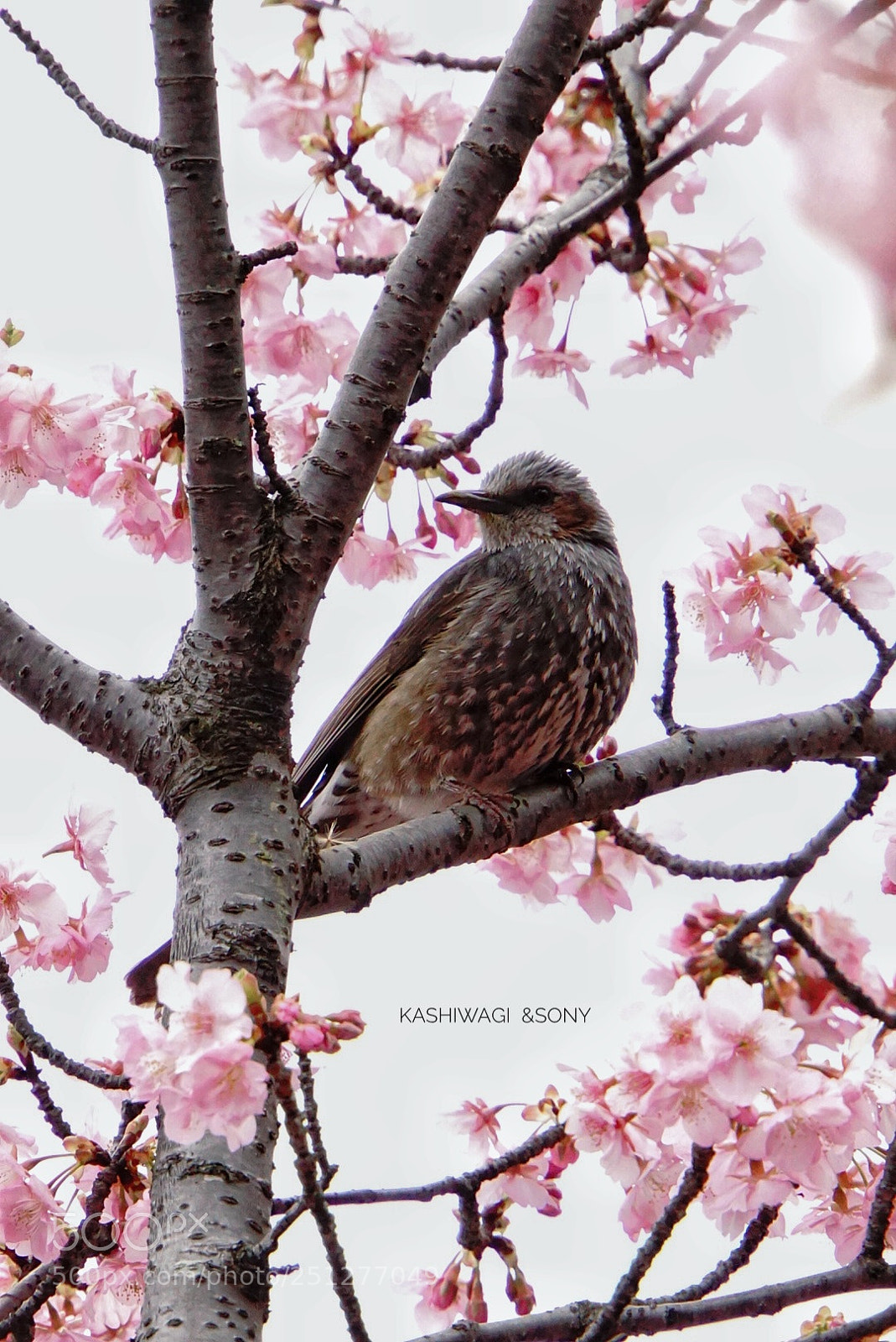 Sony a6000 sample photo. Spring has come photography