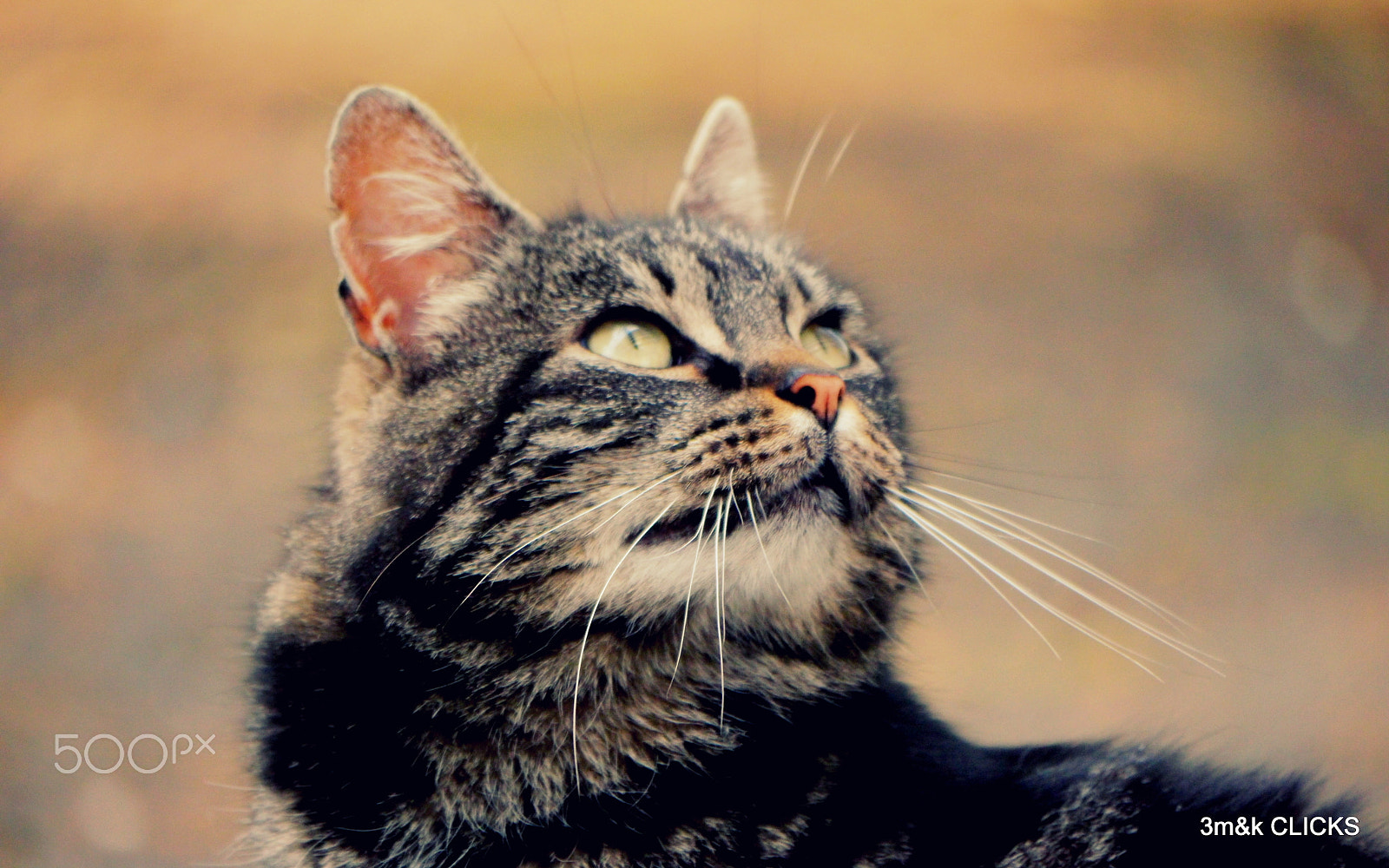 Panasonic Lumix DMC-GH2 sample photo. Cat... photography