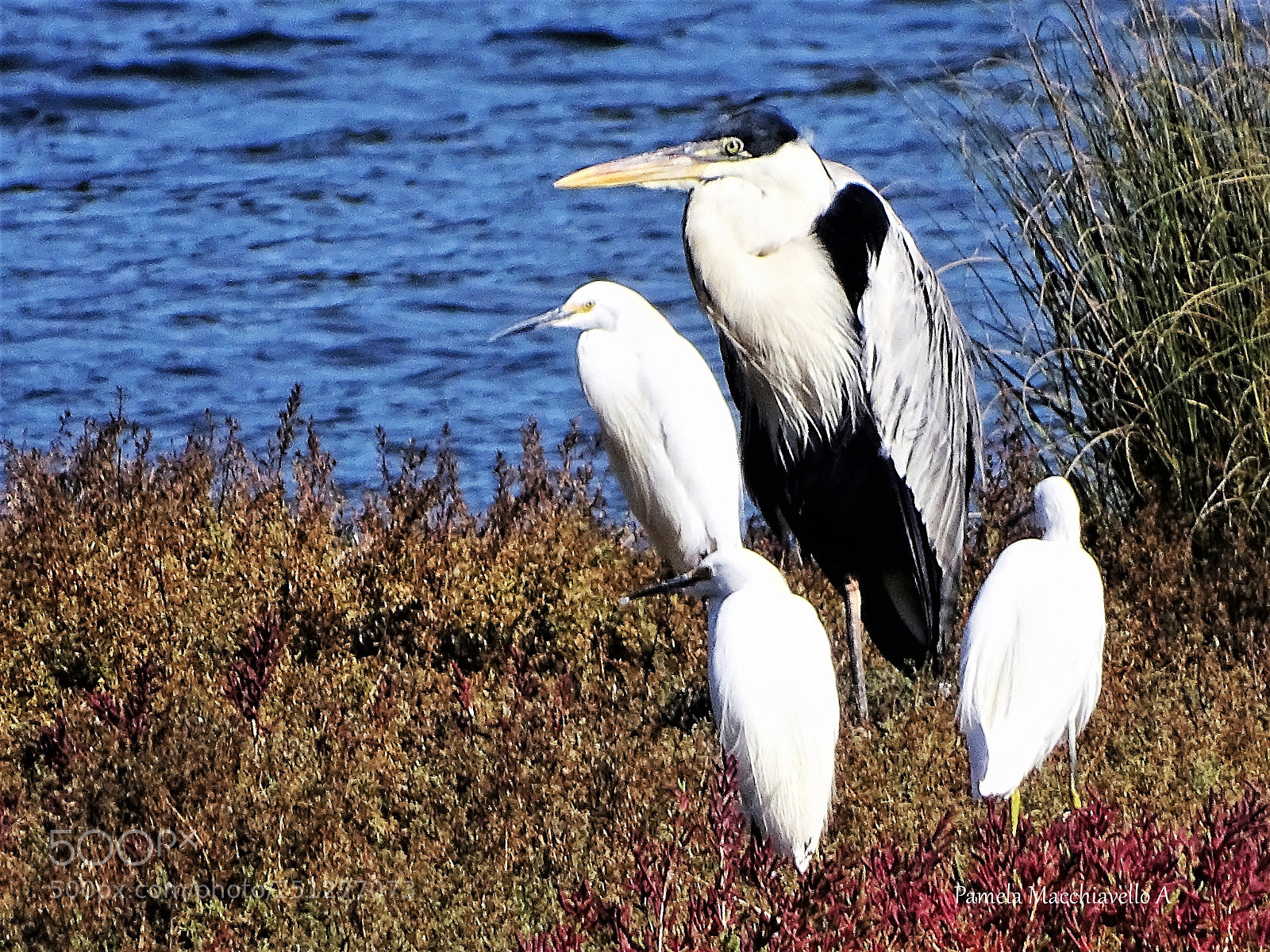 Sony Cyber-shot DSC-HX400V sample photo. Cuca heron and small photography