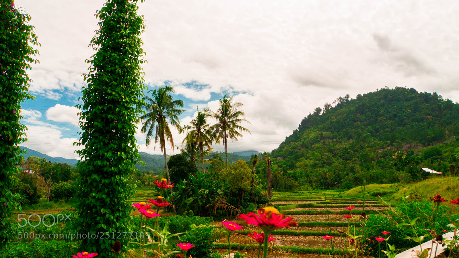 Sony a6000 sample photo. Flower in the hill photography