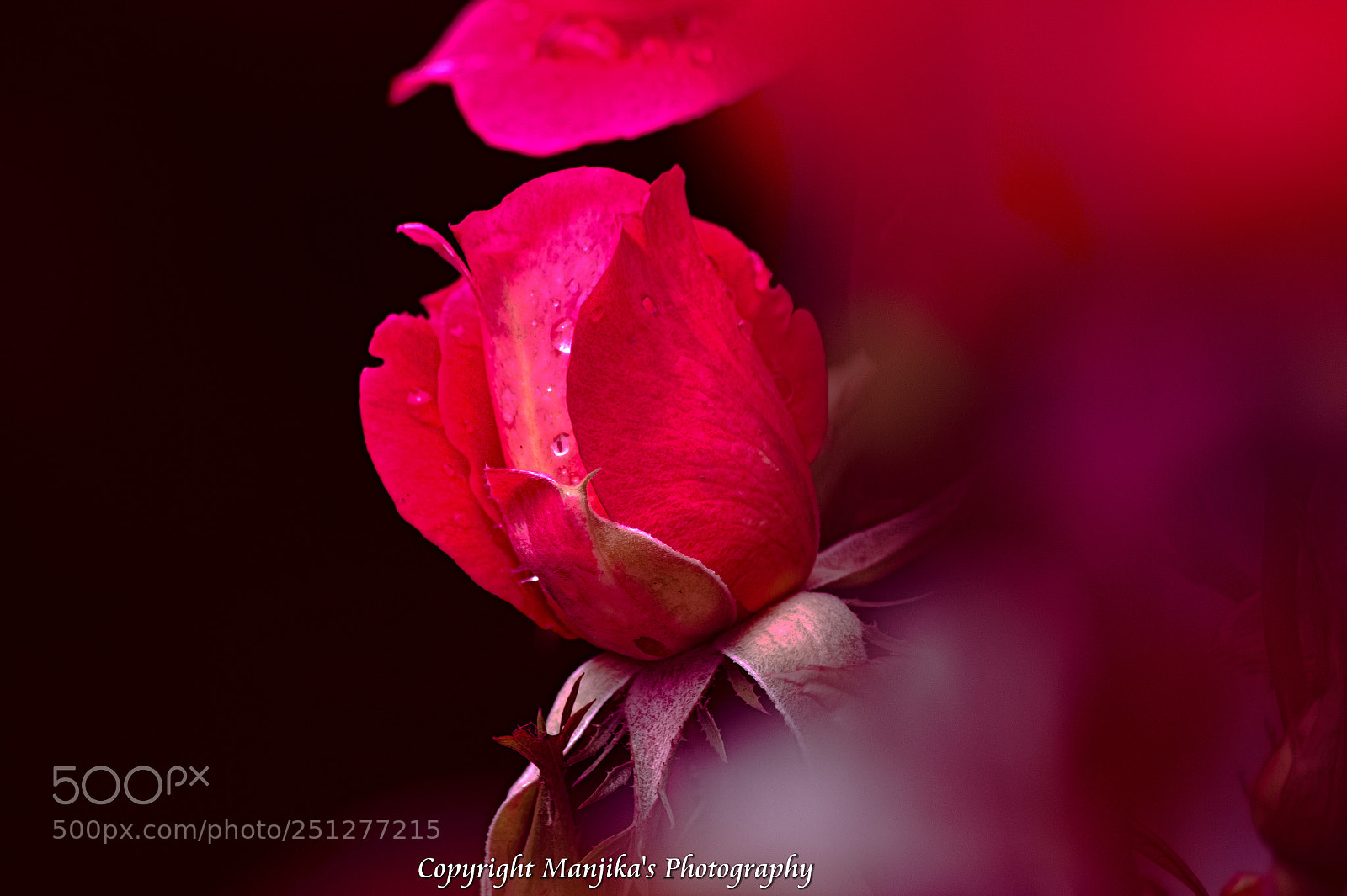 Sony SLT-A58 sample photo. Red rose photography