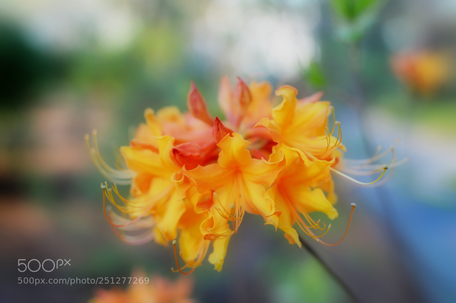 Nikon D3200 sample photo. Azalea flame soft photography