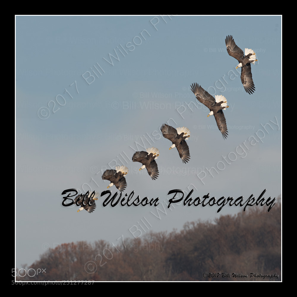 Nikon D500 sample photo. Dive photography