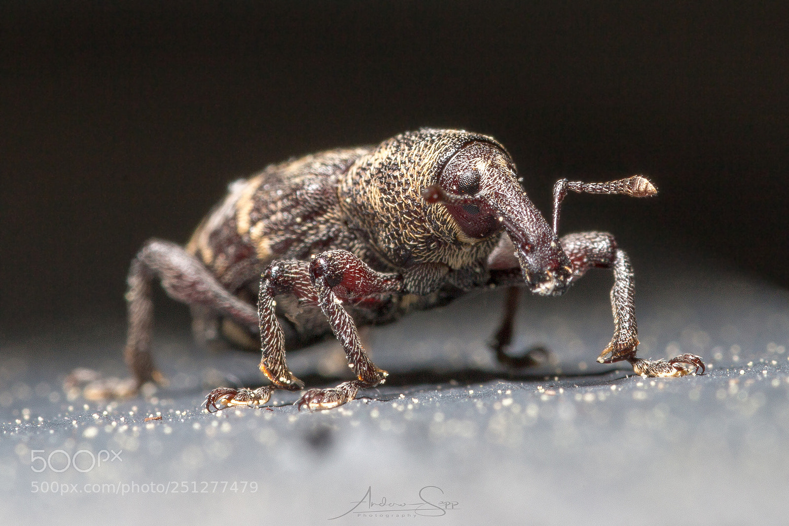 Canon EOS 70D sample photo. Name the bug photography