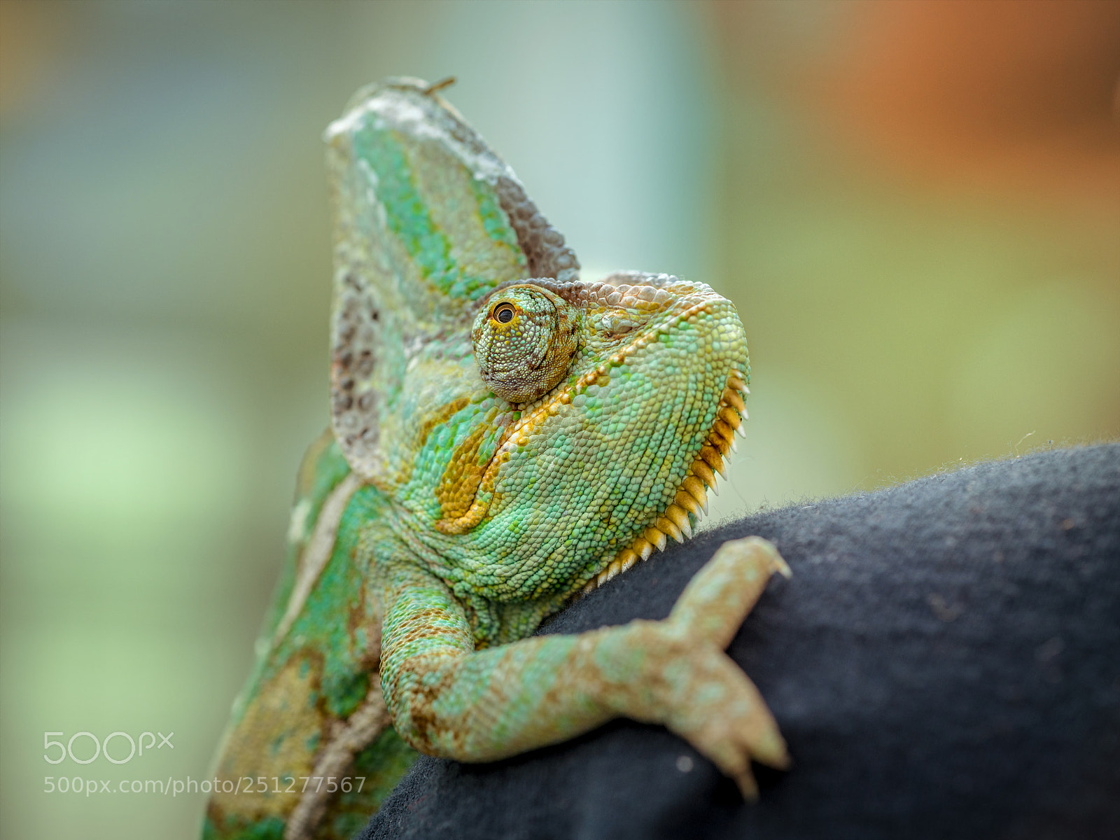 Sony a7R III sample photo. Chmäleon photography