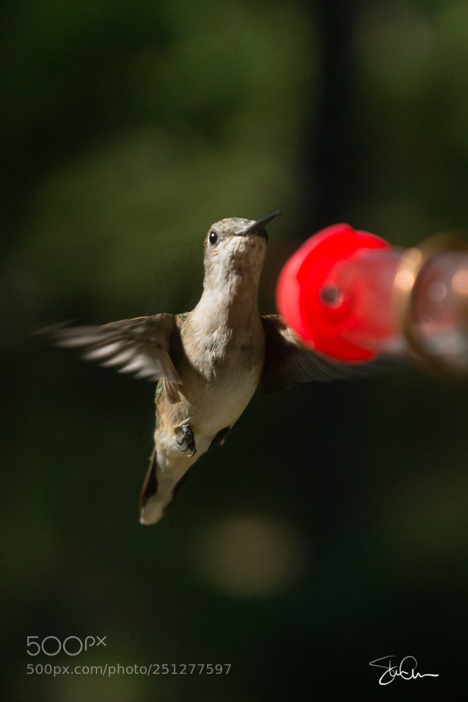 Sony SLT-A77 sample photo. Hummingbird photography