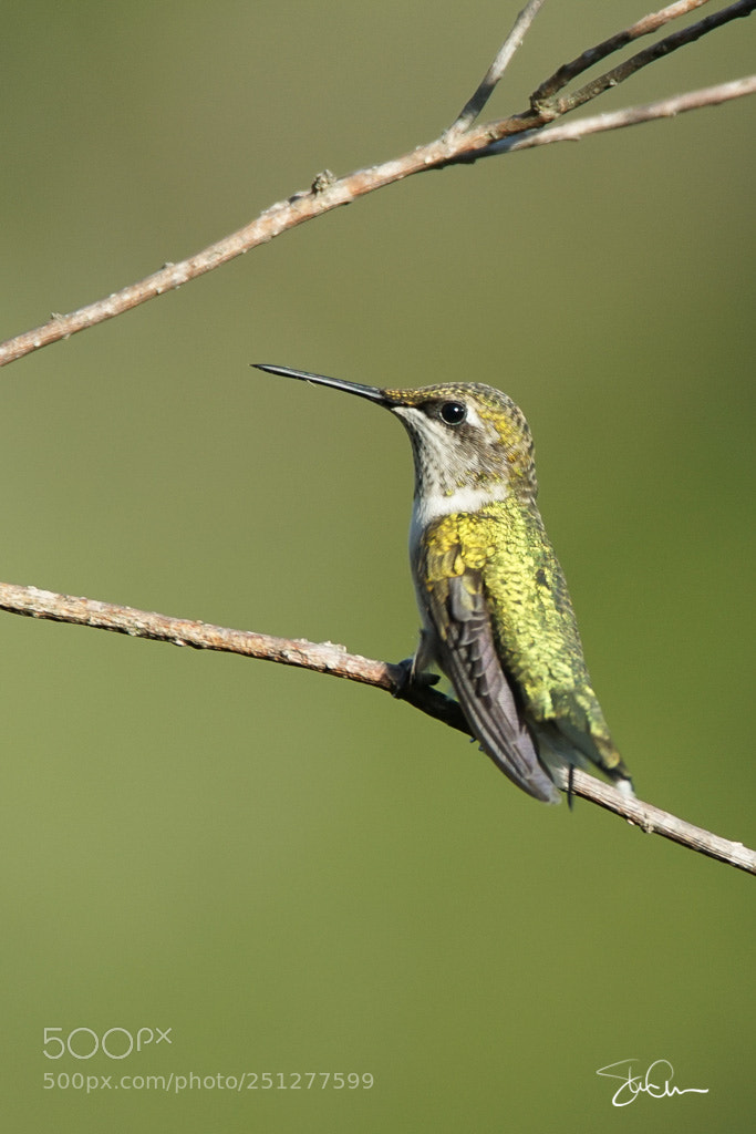 Sony ILCA-77M2 sample photo. Hummingbird photography