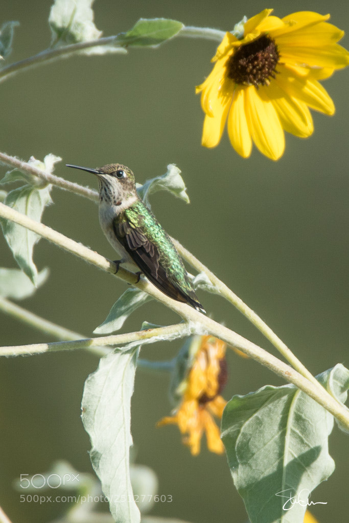 Sony ILCA-77M2 sample photo. Hummingbird photography