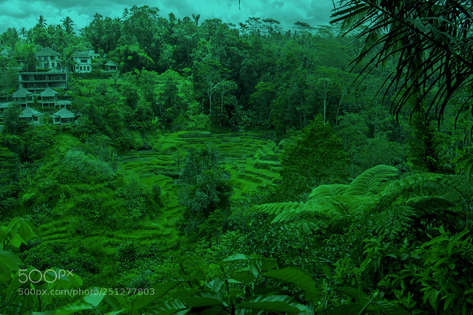 Nikon D3300 sample photo. Balinese rice terraces photography