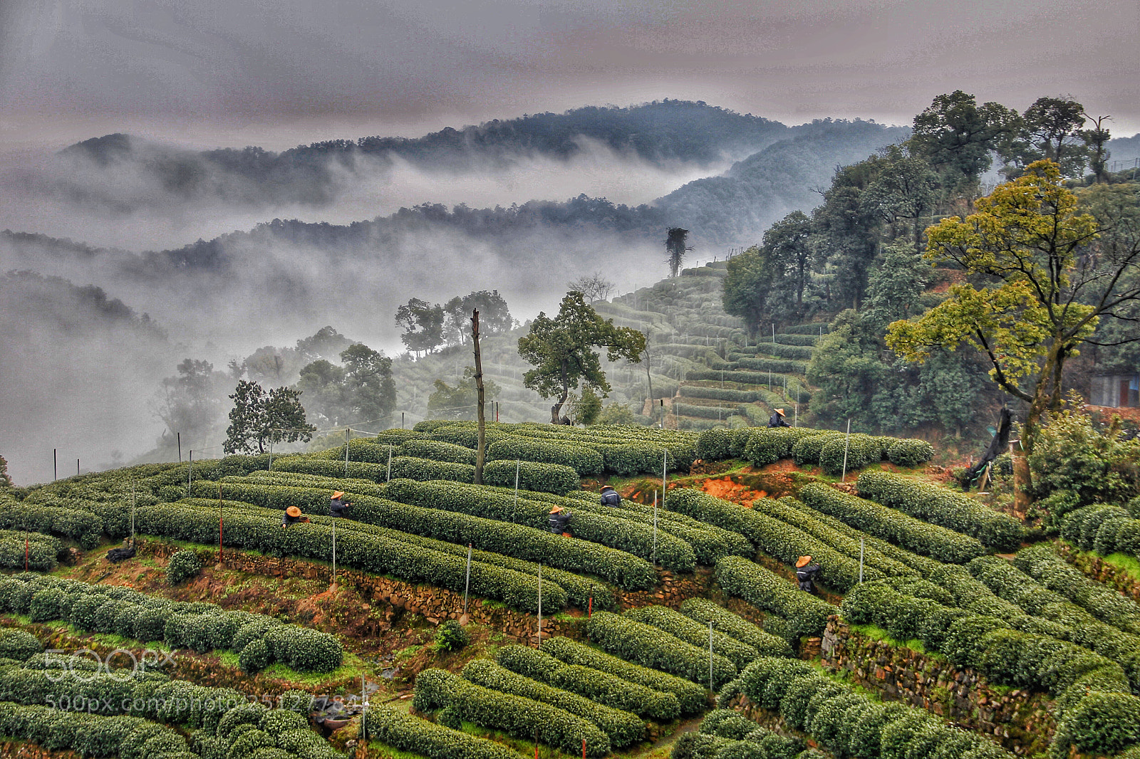 Canon EOS 60D sample photo. Tea mountain hangzhou photography
