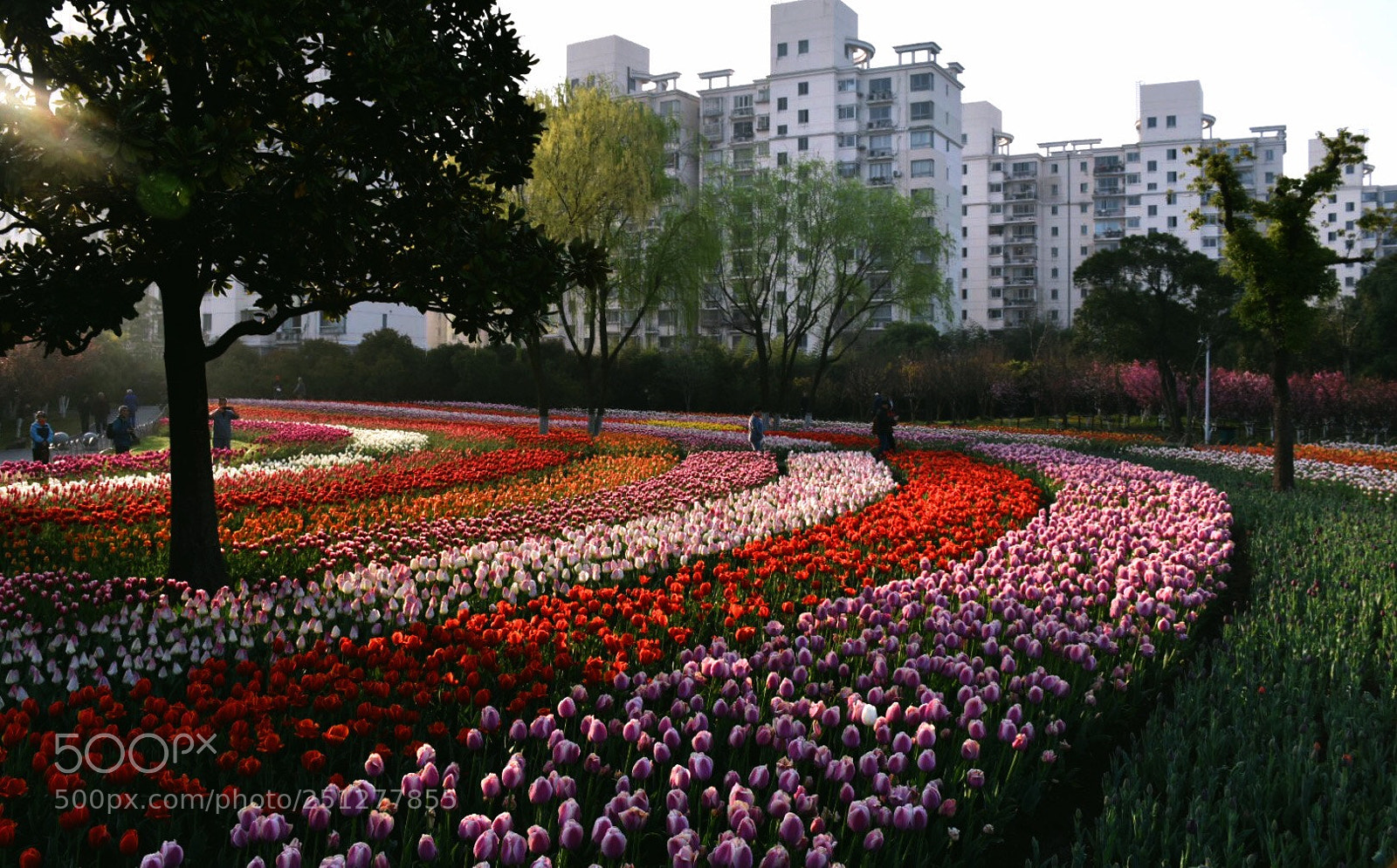 Nikon D5500 sample photo. Tulips at early morning  photography