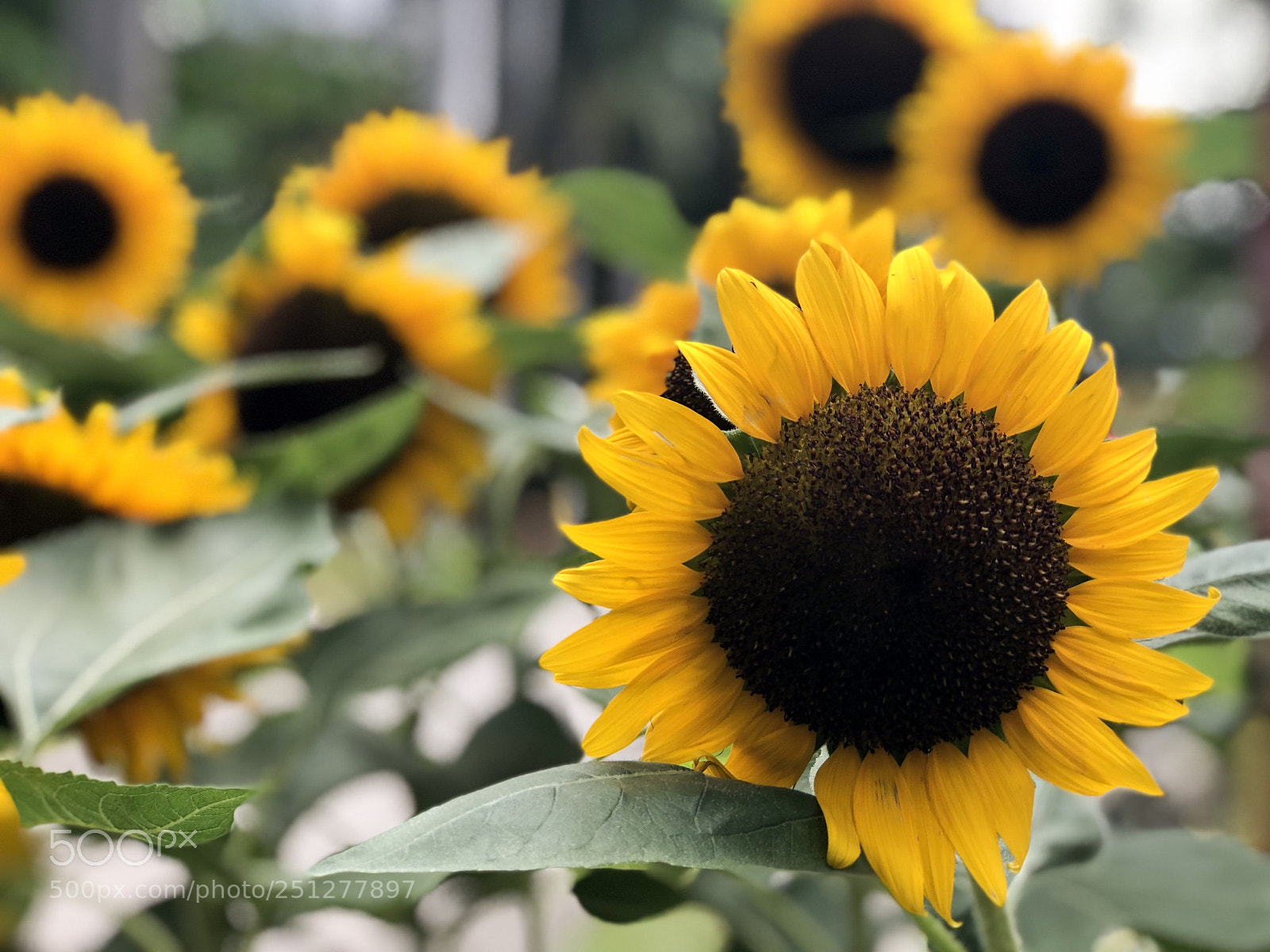 Apple iPhone 8 Plus sample photo. Untitled photography