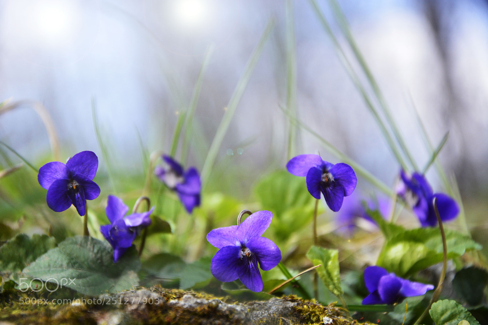 Nikon D7100 sample photo. Violet photography