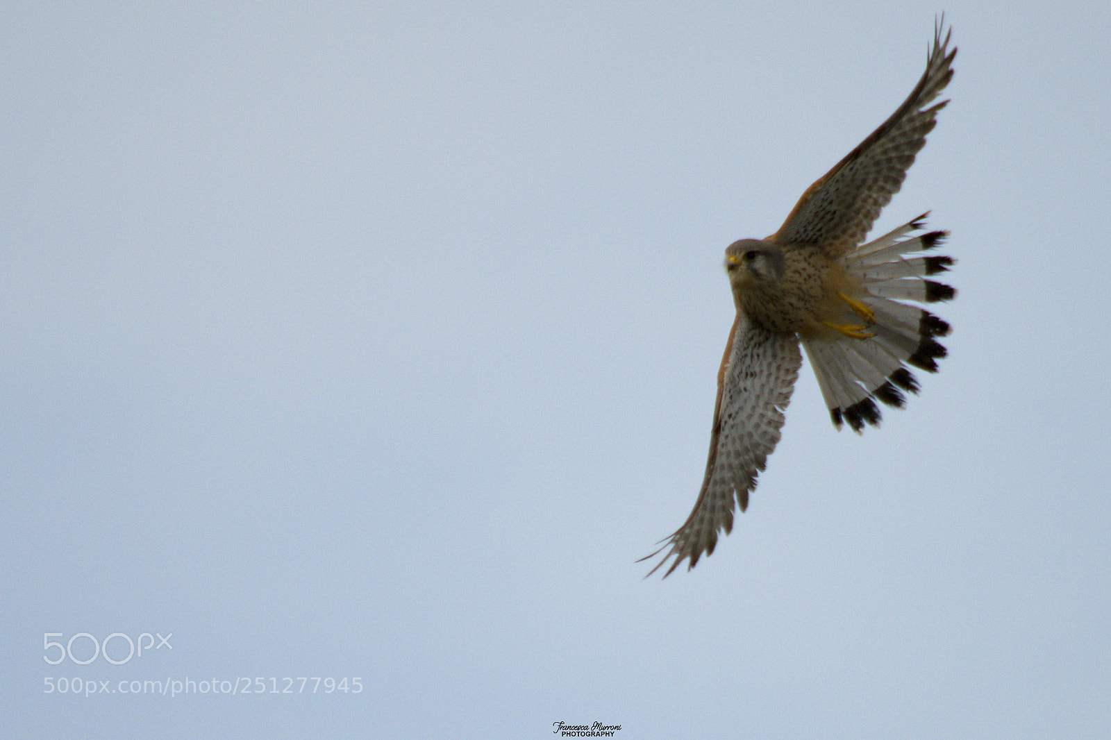 Nikon D5300 sample photo. Male kestrel in flight photography