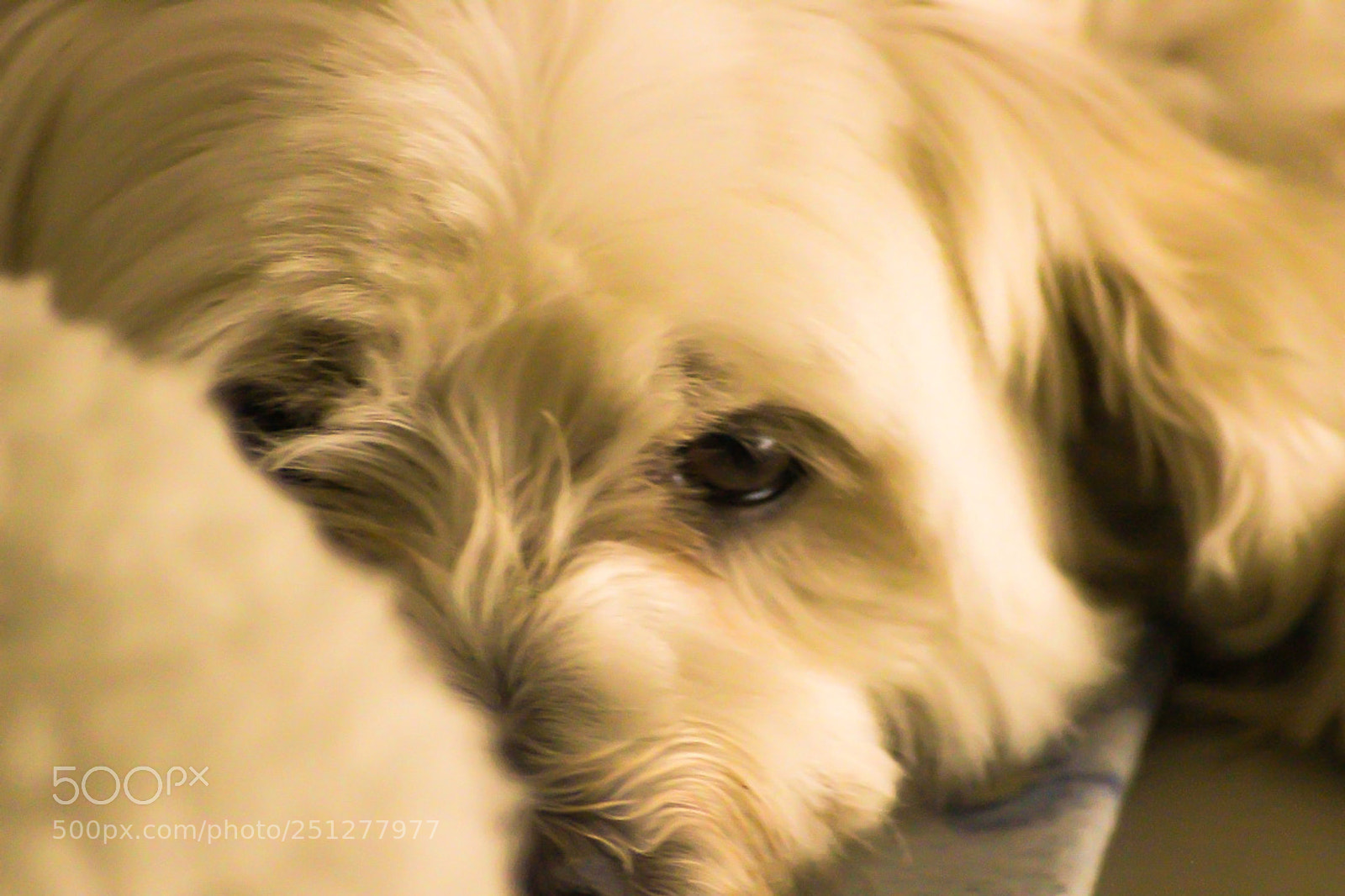 Canon EOS 600D (Rebel EOS T3i / EOS Kiss X5) sample photo. Maltese terrier hiding away photography