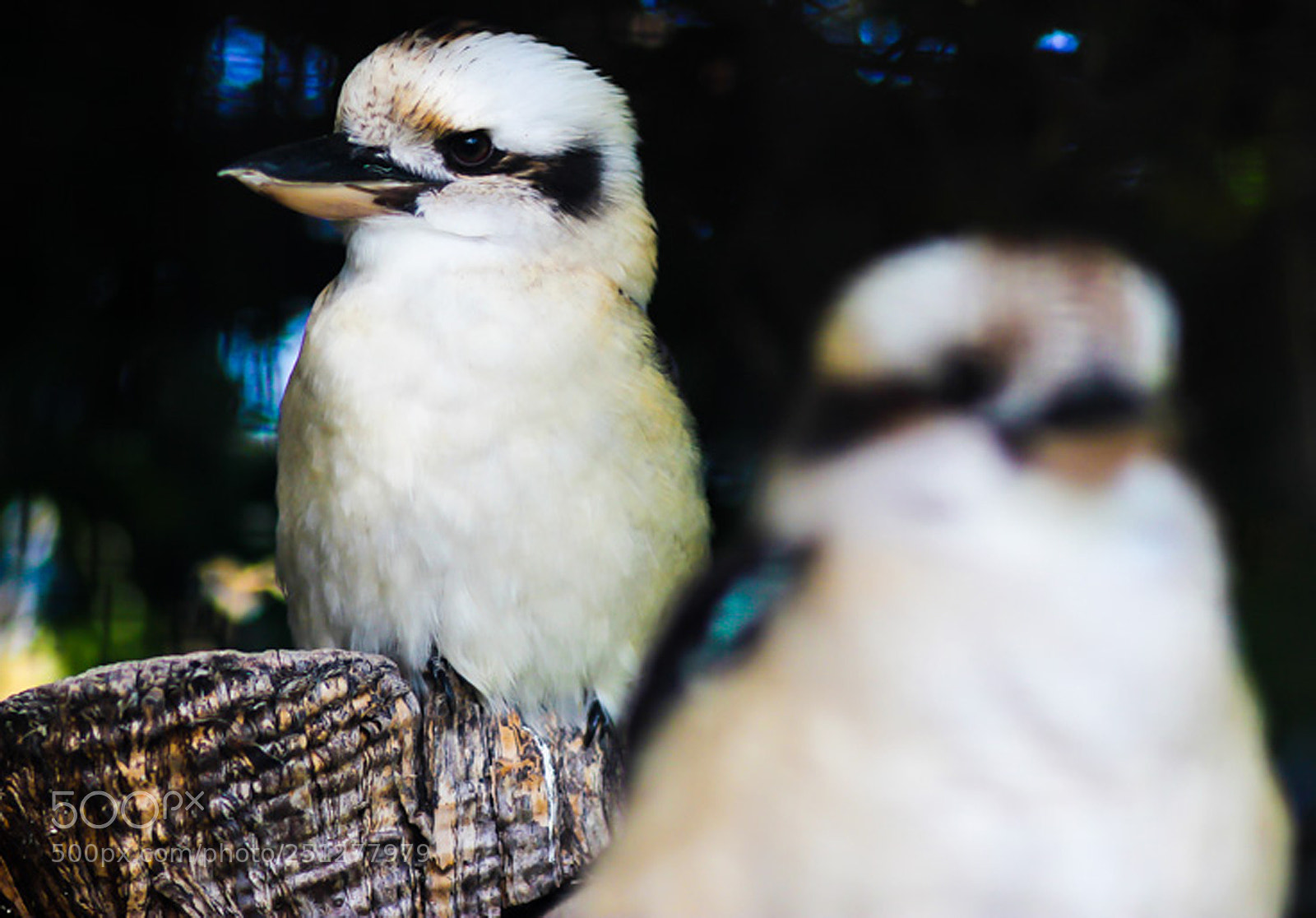 Canon EOS 600D (Rebel EOS T3i / EOS Kiss X5) sample photo. Two little kookaburras photography