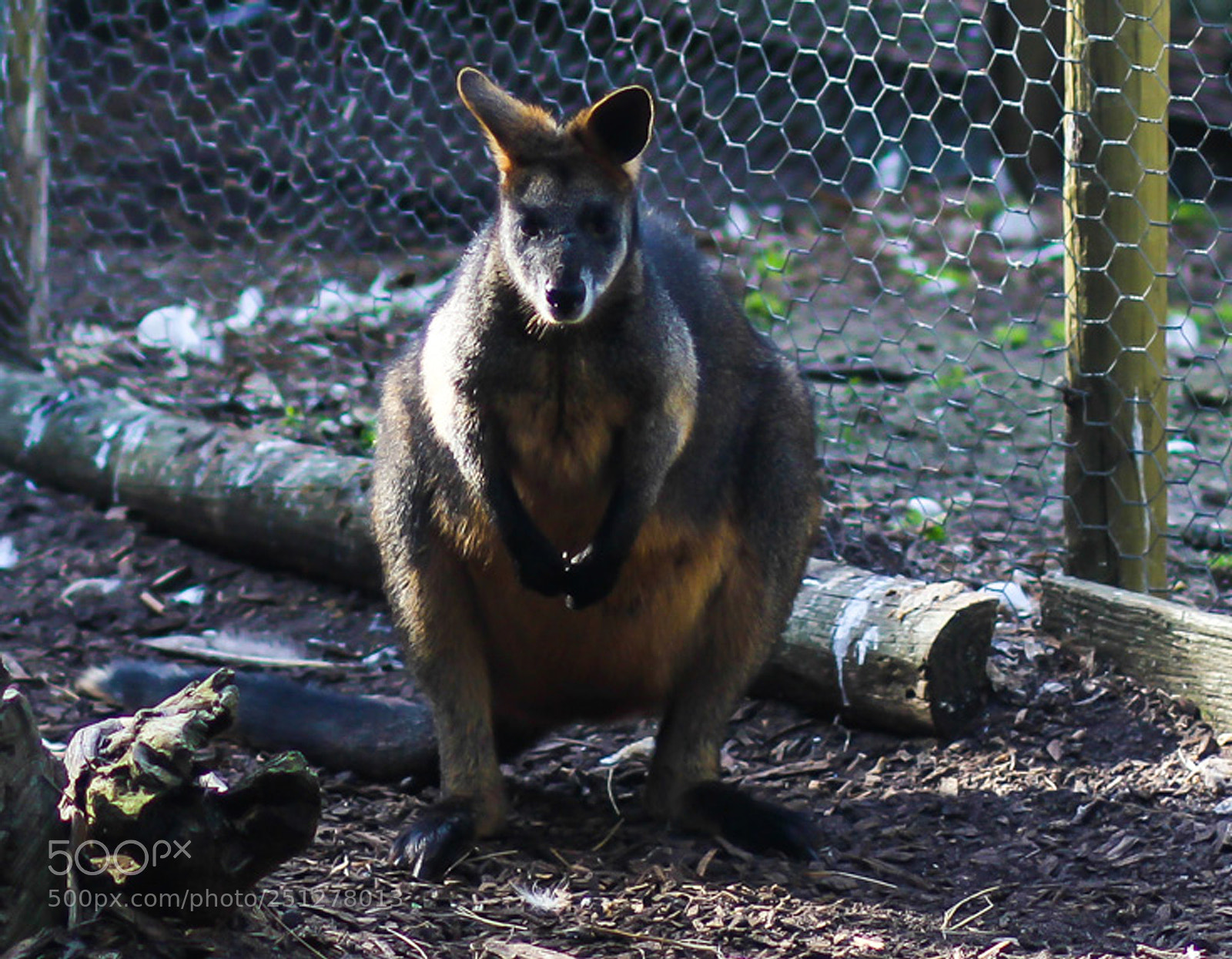 Canon EOS 600D (Rebel EOS T3i / EOS Kiss X5) sample photo. Standing kangaroo ready to photography