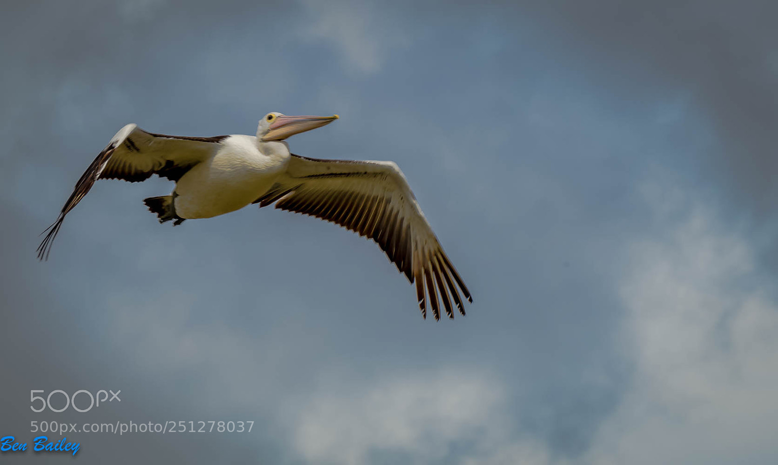 Olympus OM-D E-M1 Mark II sample photo. Pelican in flight. photography