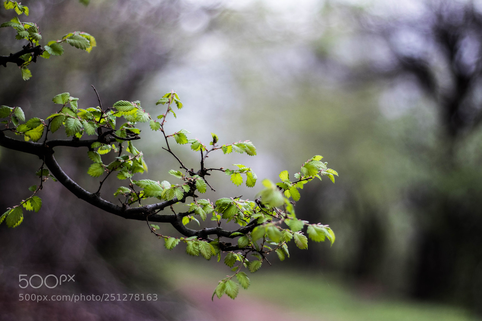 Canon EOS 77D (EOS 9000D / EOS 770D) sample photo. Forest photography