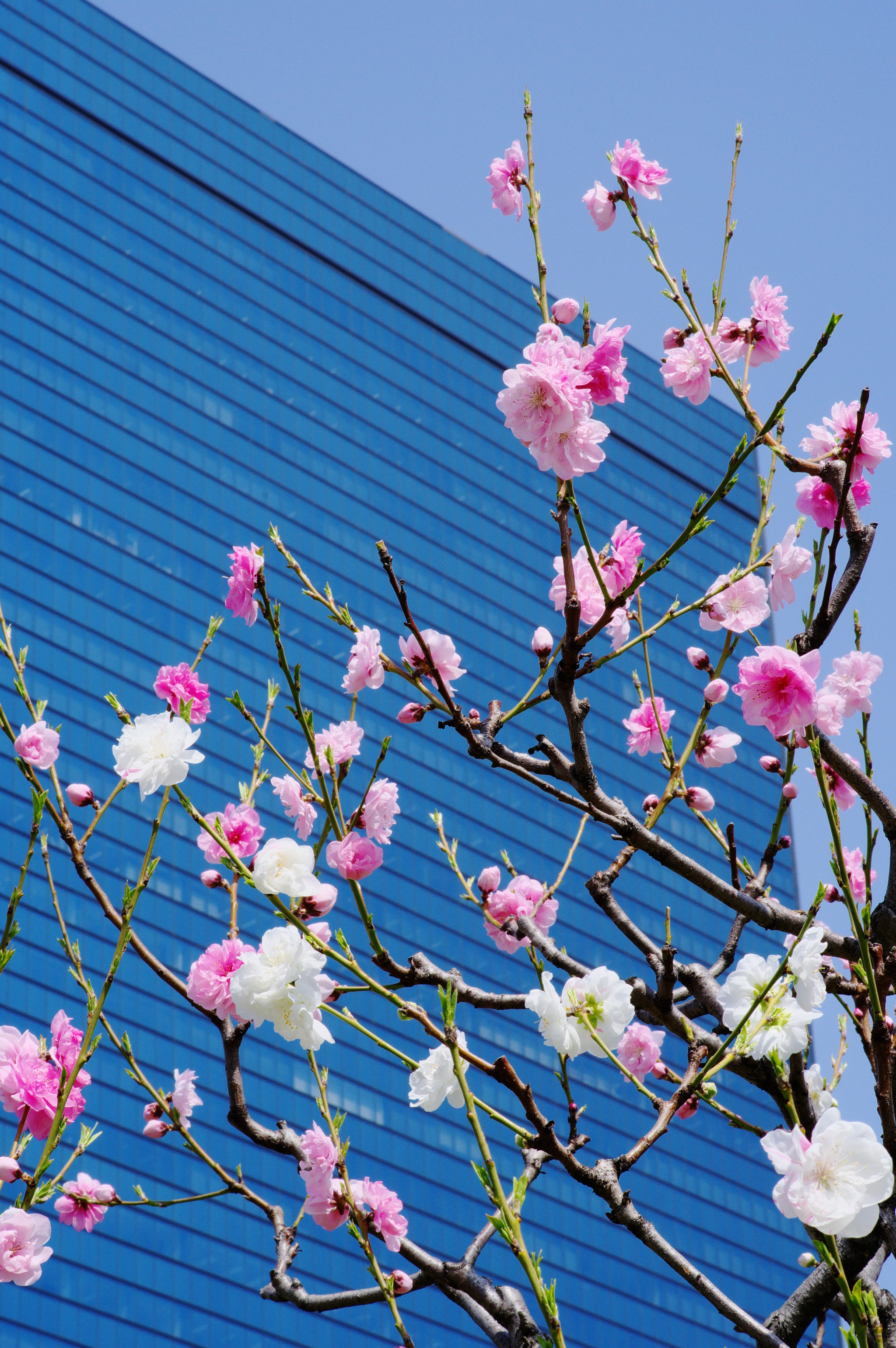 HD Pentax DA 70mm F2.4 AL Limited sample photo. Outsider photography