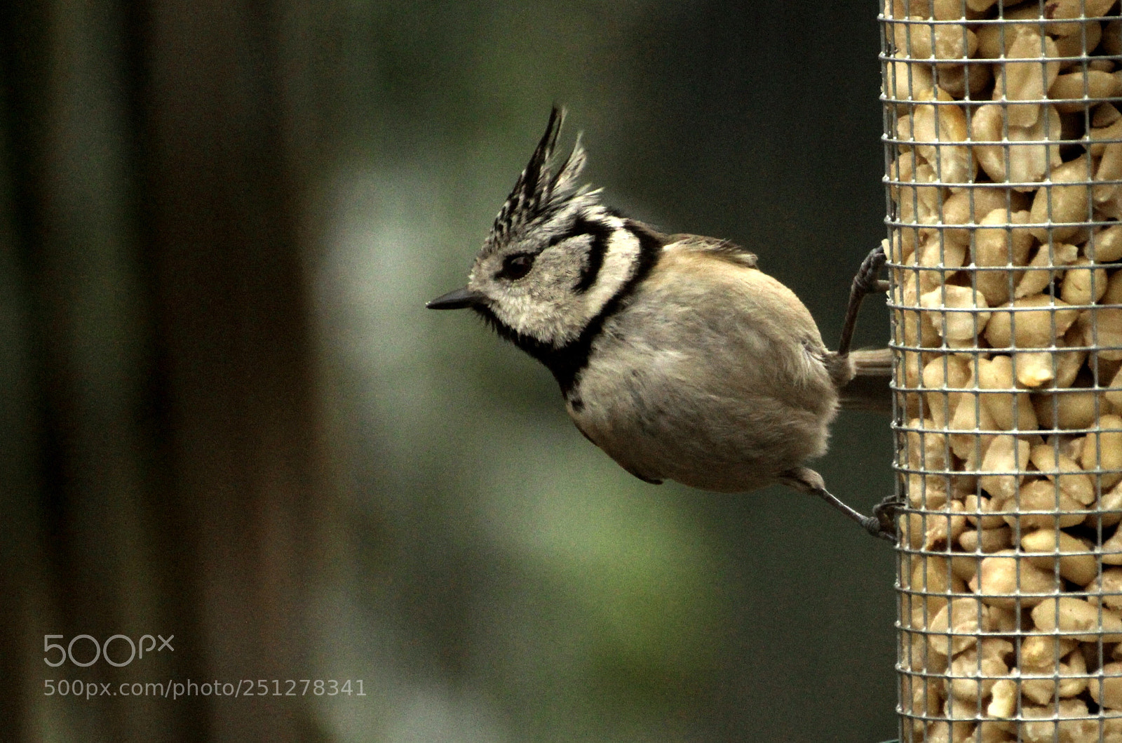 Canon EOS 60D sample photo. Hungry bird  photography