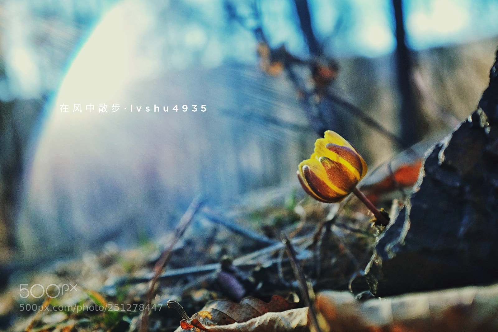Fujifilm X100T sample photo. 冰凌花 photography
