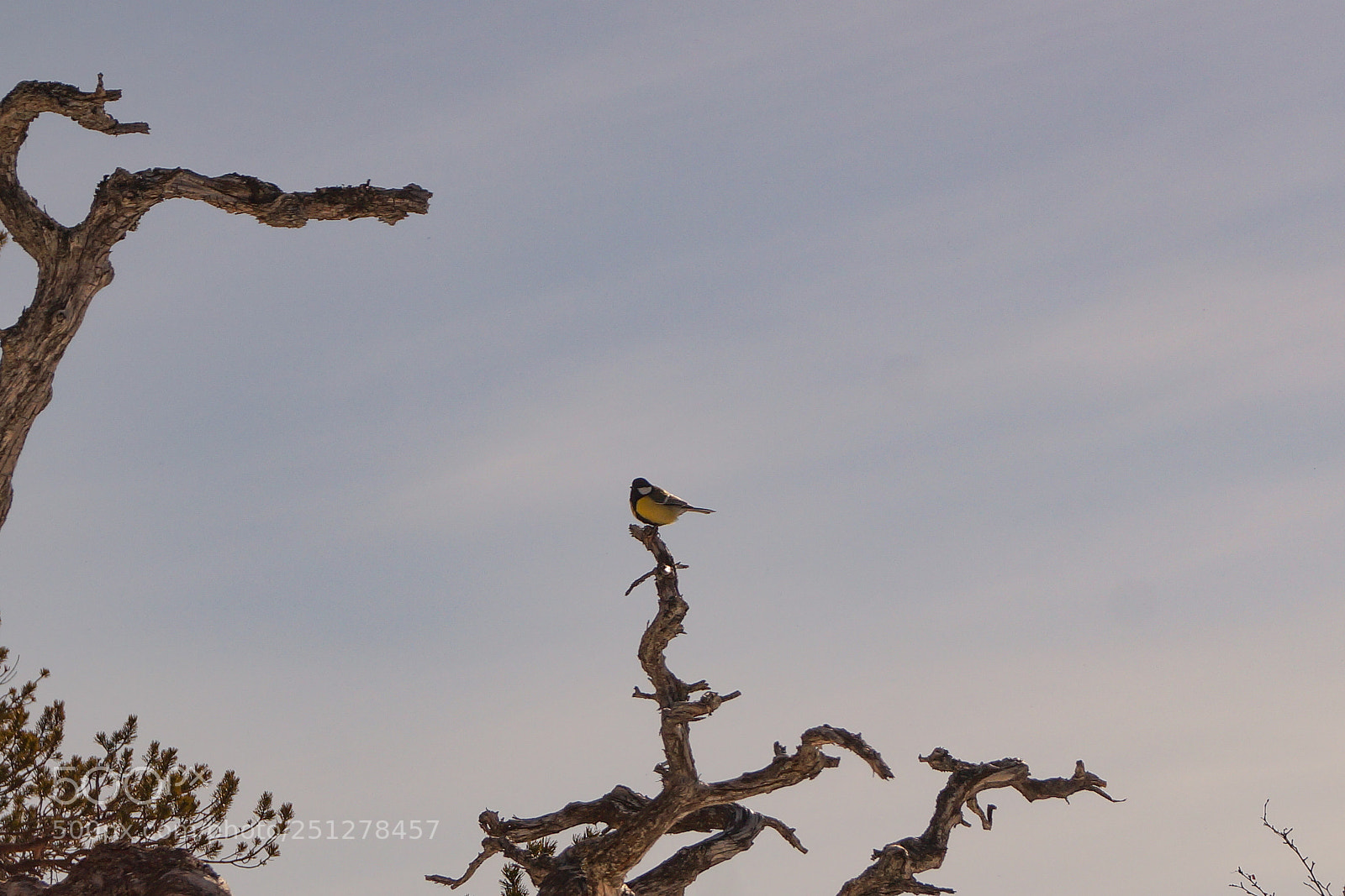 Sony SLT-A58 sample photo. Bird in the tree photography