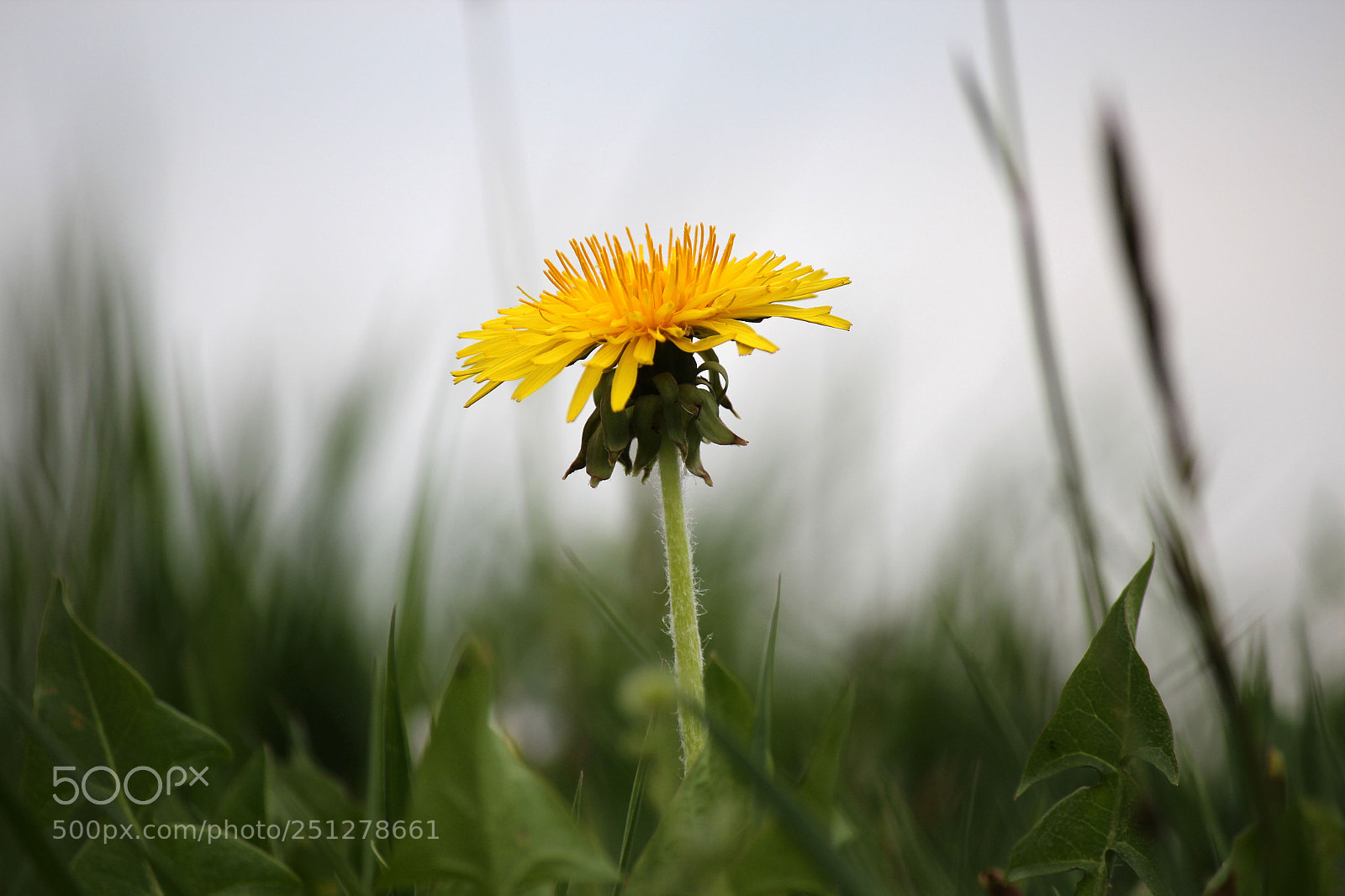 Canon EOS 600D (Rebel EOS T3i / EOS Kiss X5) sample photo. Out of the green photography