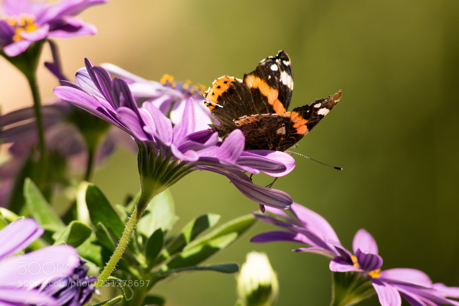 Nikon D3300 sample photo. Butterfly photography