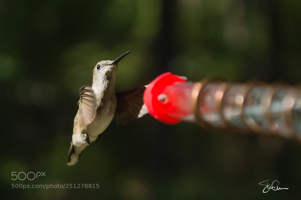 Sony SLT-A77 sample photo. Hummingbird photography